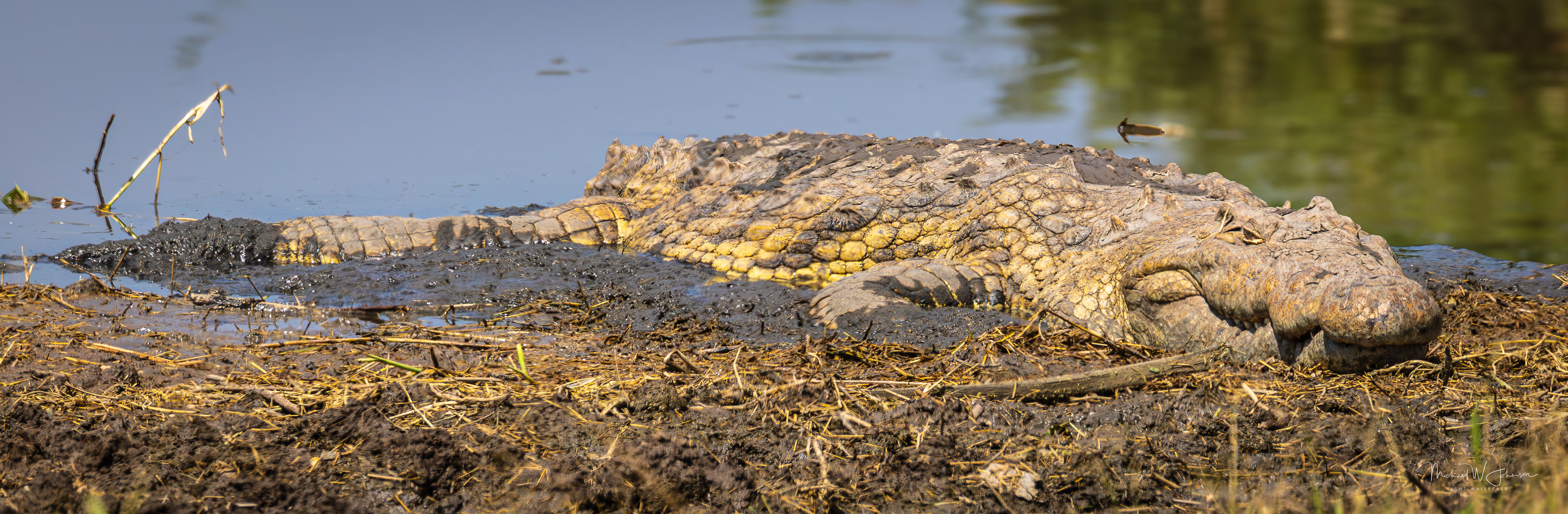 Nile Crocodile
