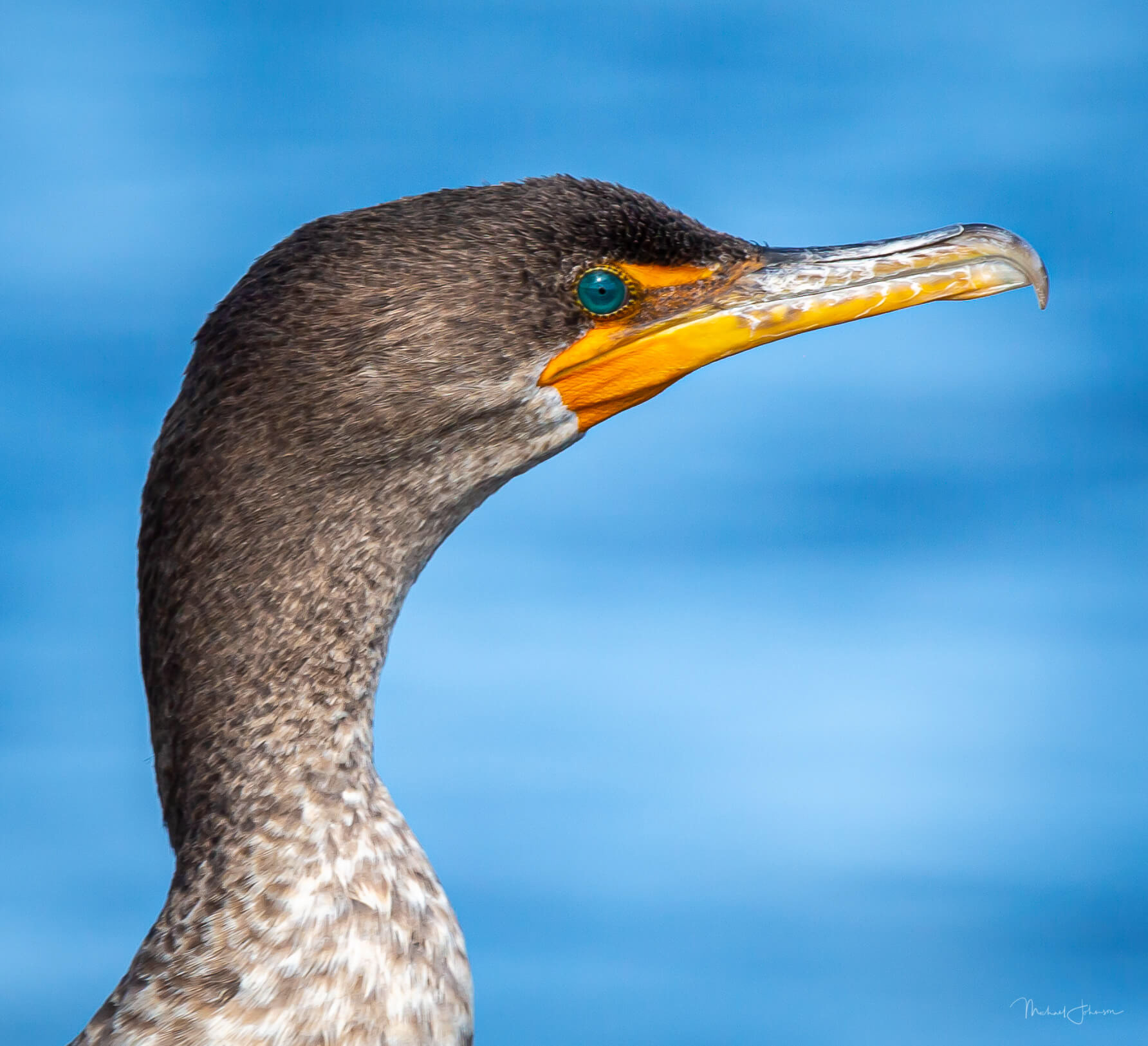 Double-Crested Cormorant