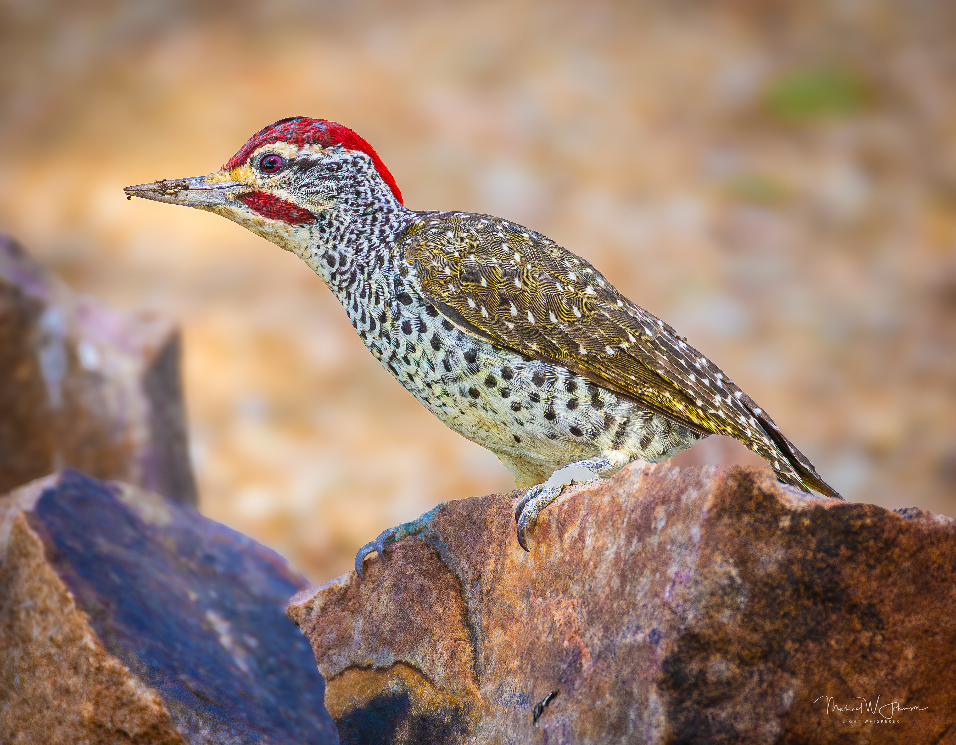 Speckle-throated Woodpecker