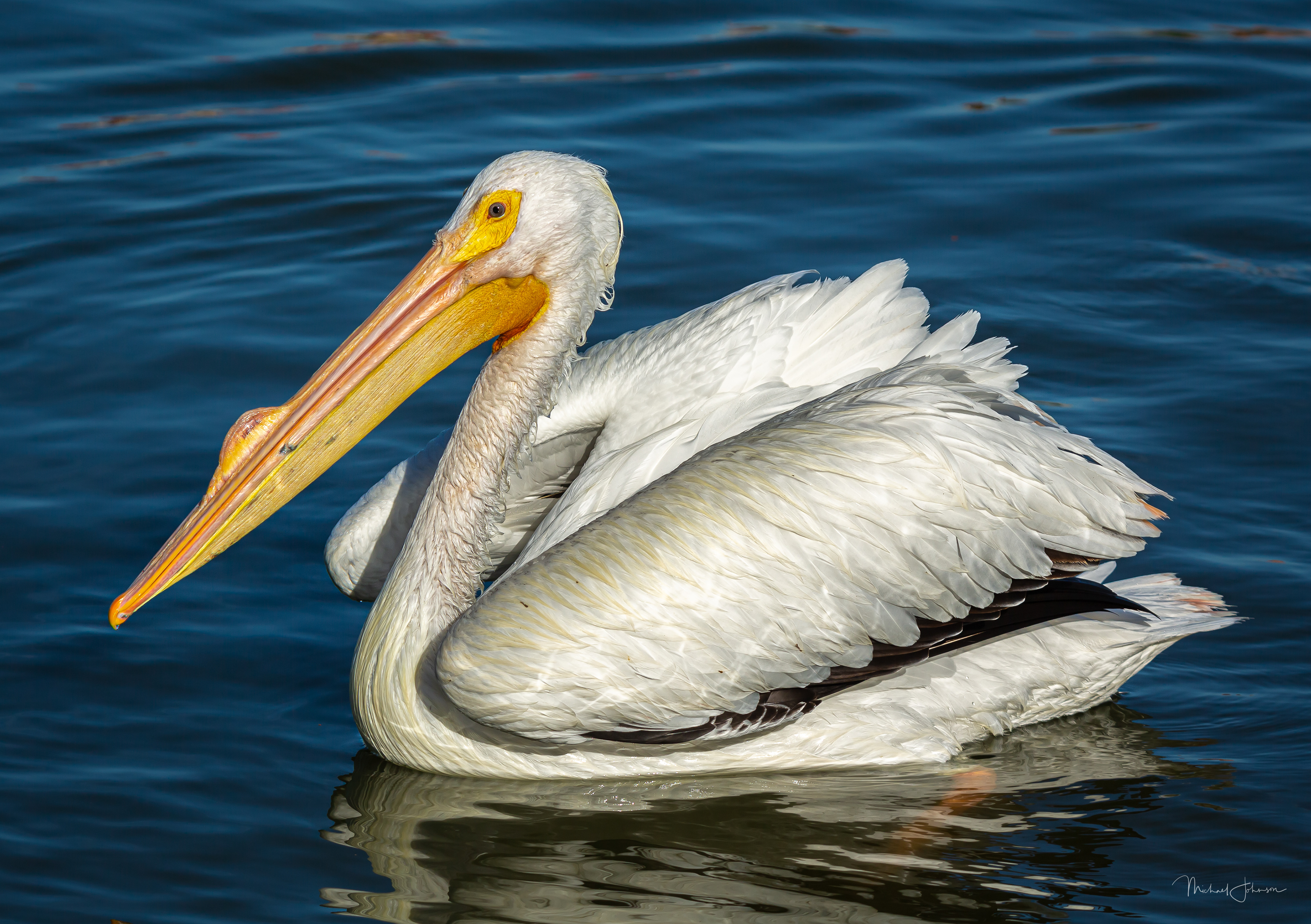 White Pelican