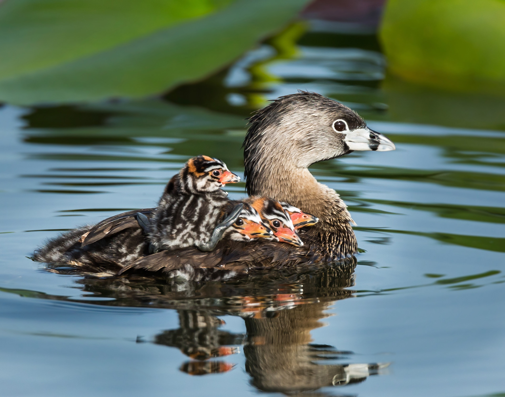 "Honorable Mention" Animals      Motherload - Pied-billed Grebes