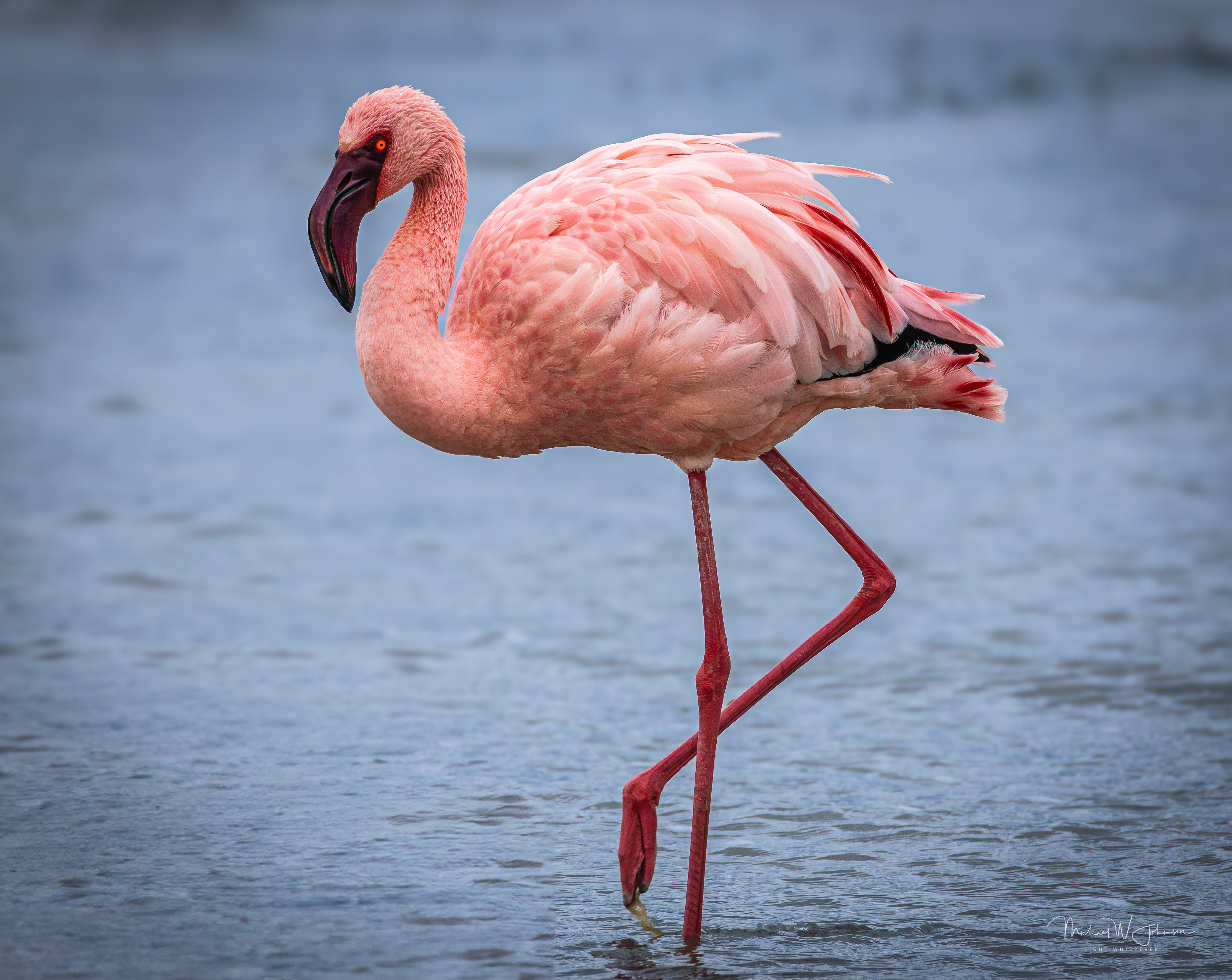 Lesser Flamingo