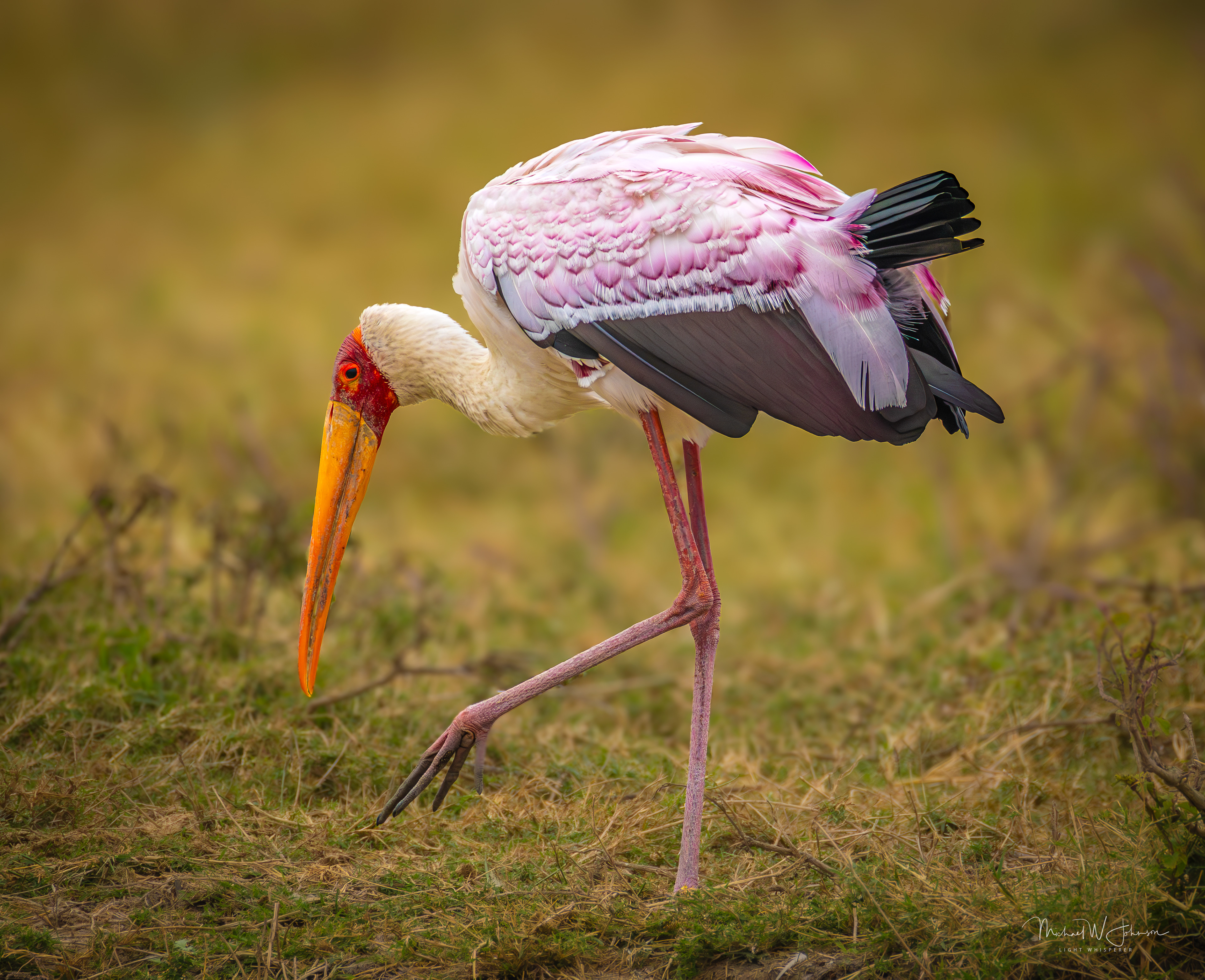 Yellow-billed Stork