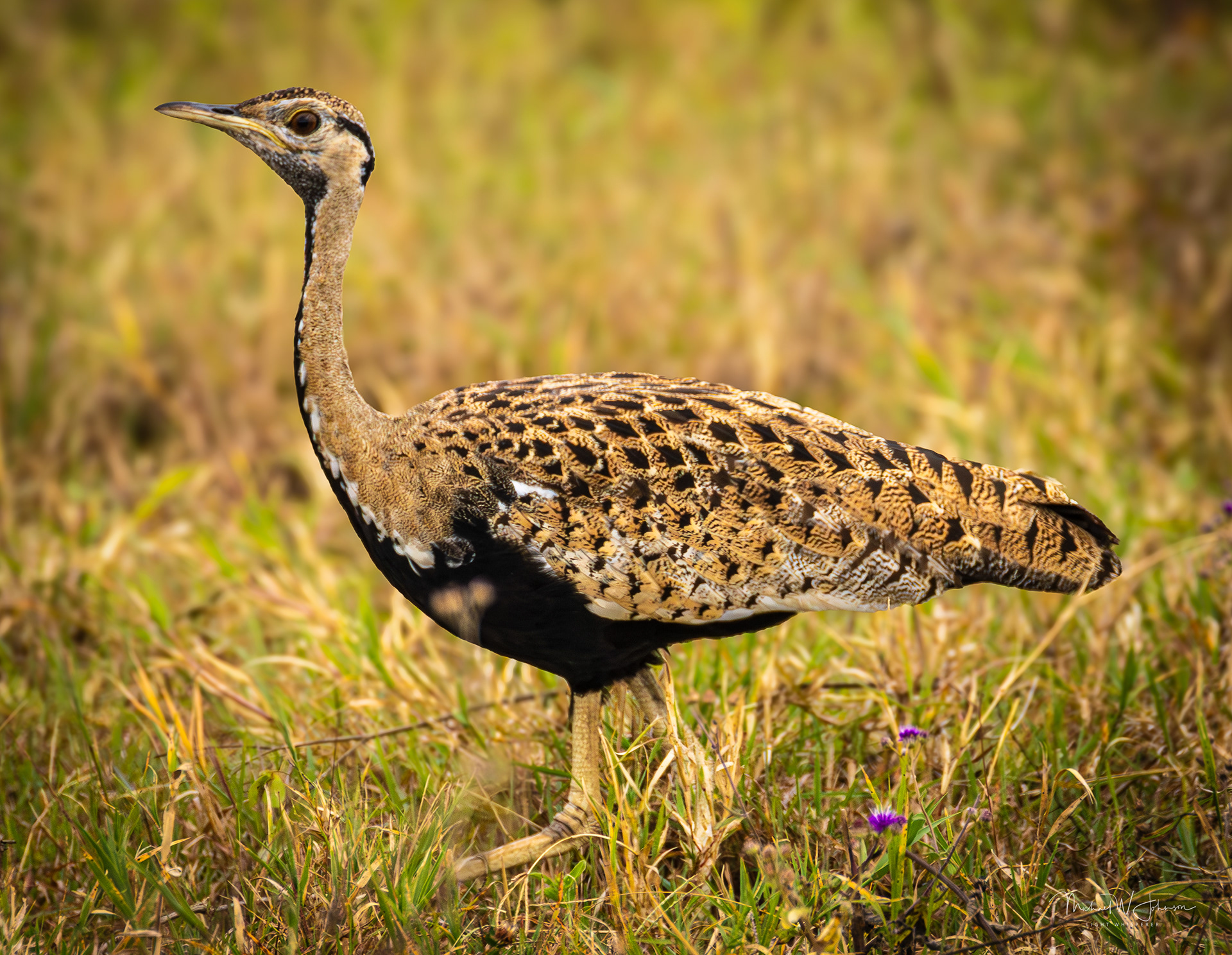 Black-bellied Bustard