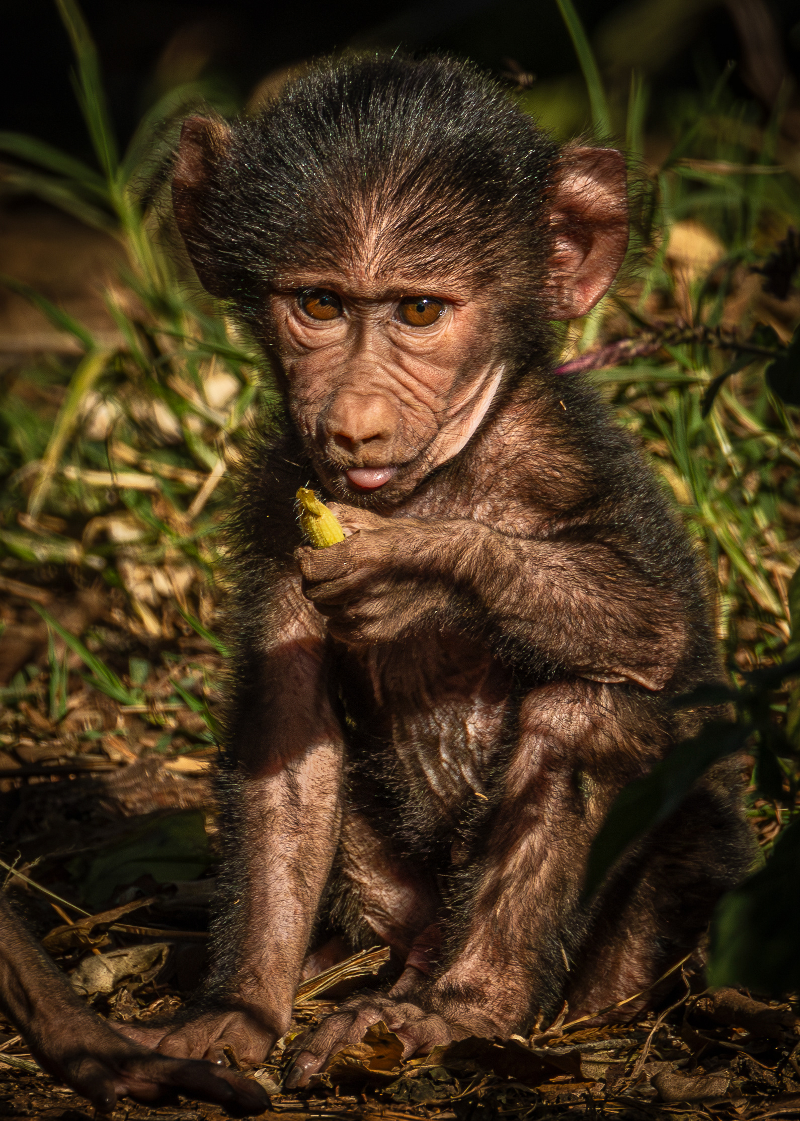 Baby Baboon