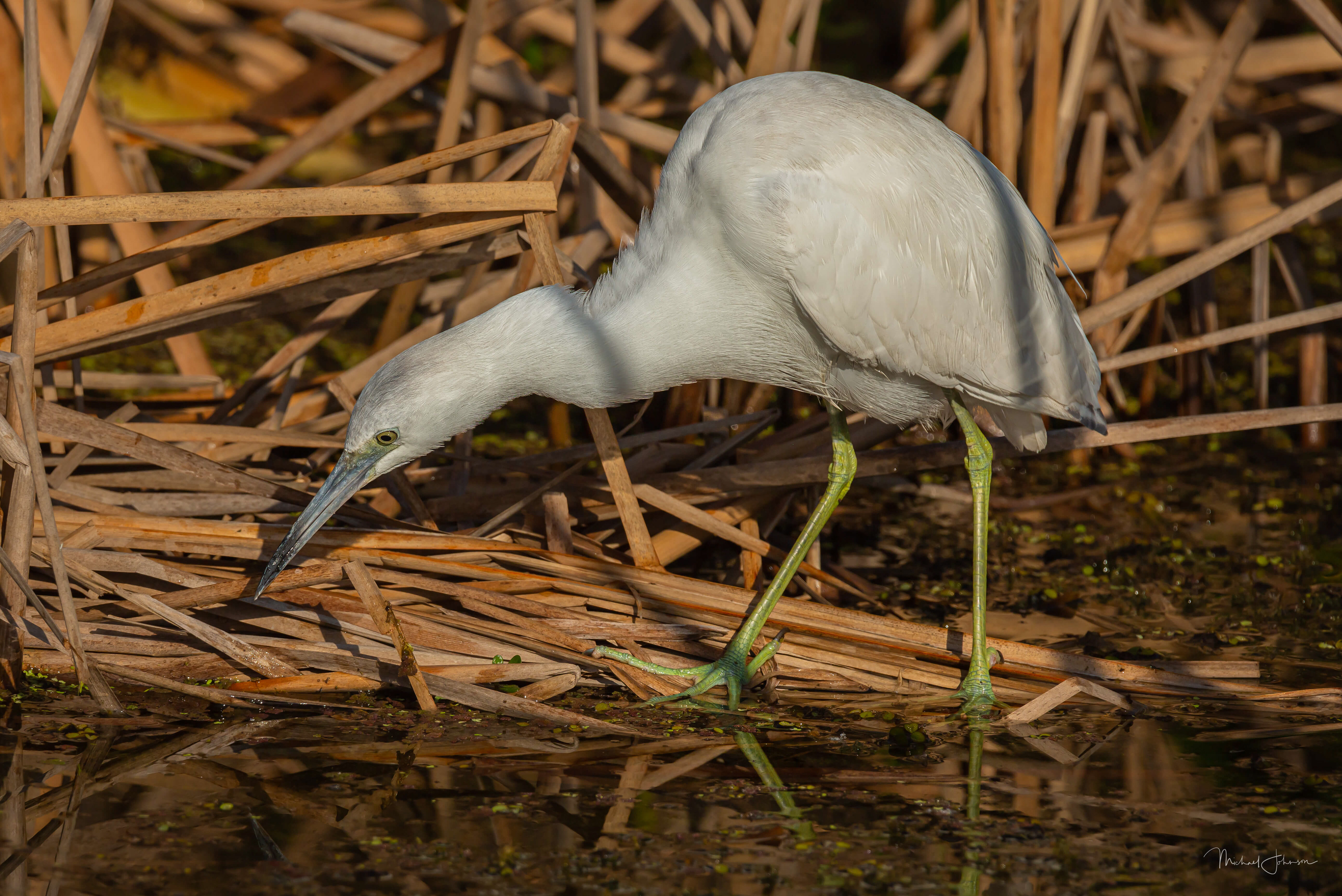 Little Blue Heron