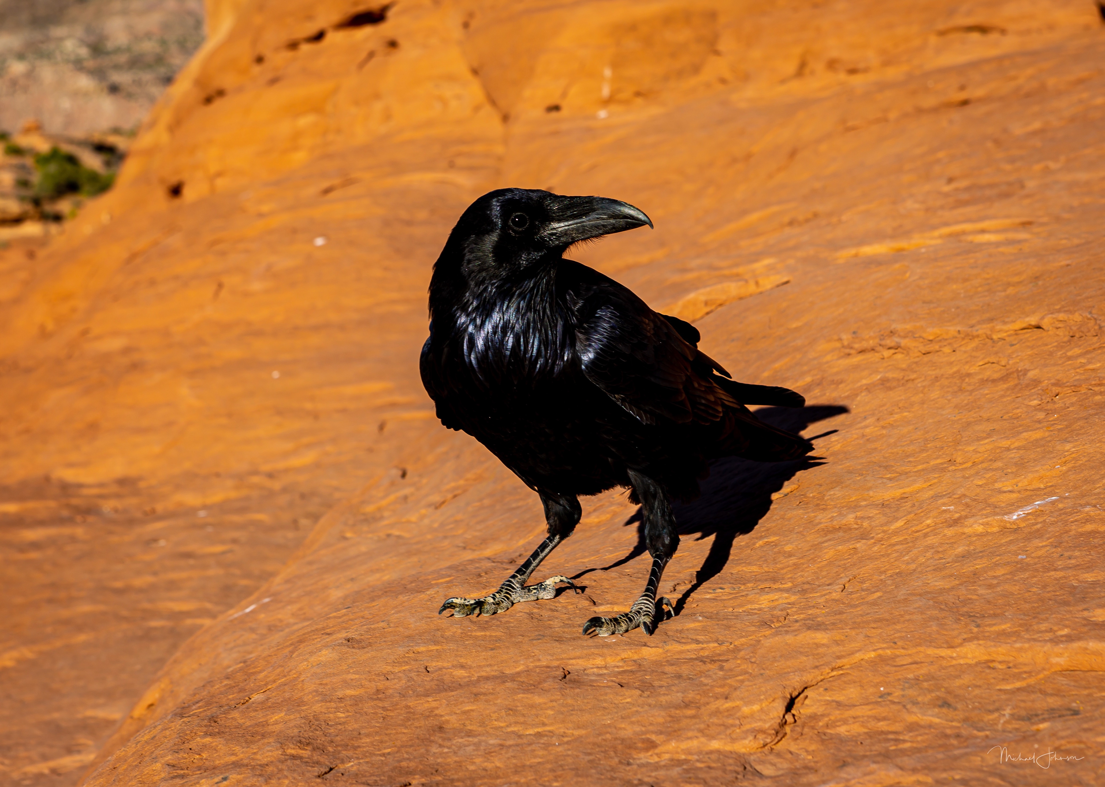 Arches National Park - Delicate Arch - Raven