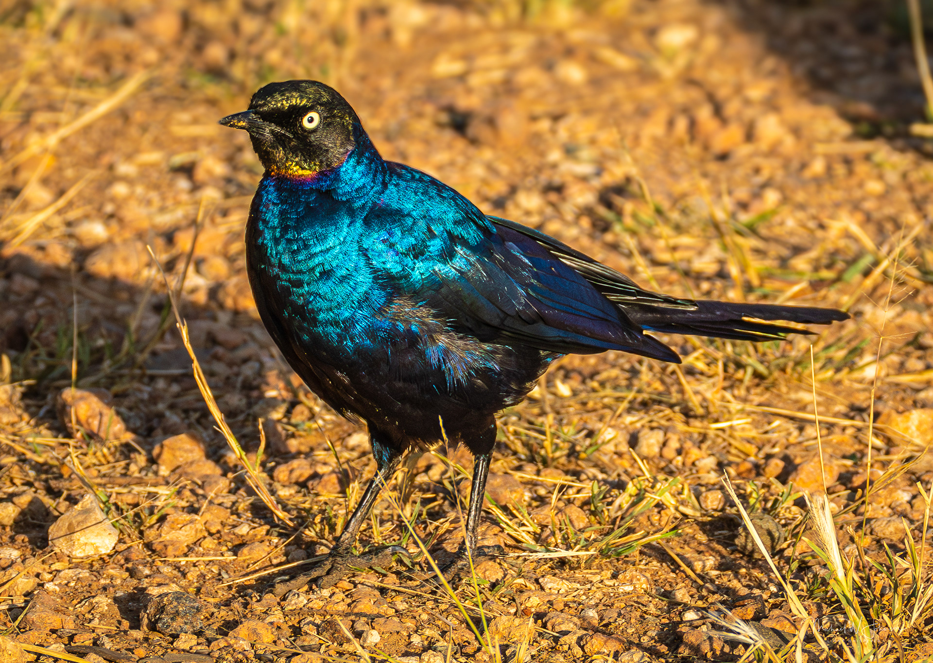Splendid Starling