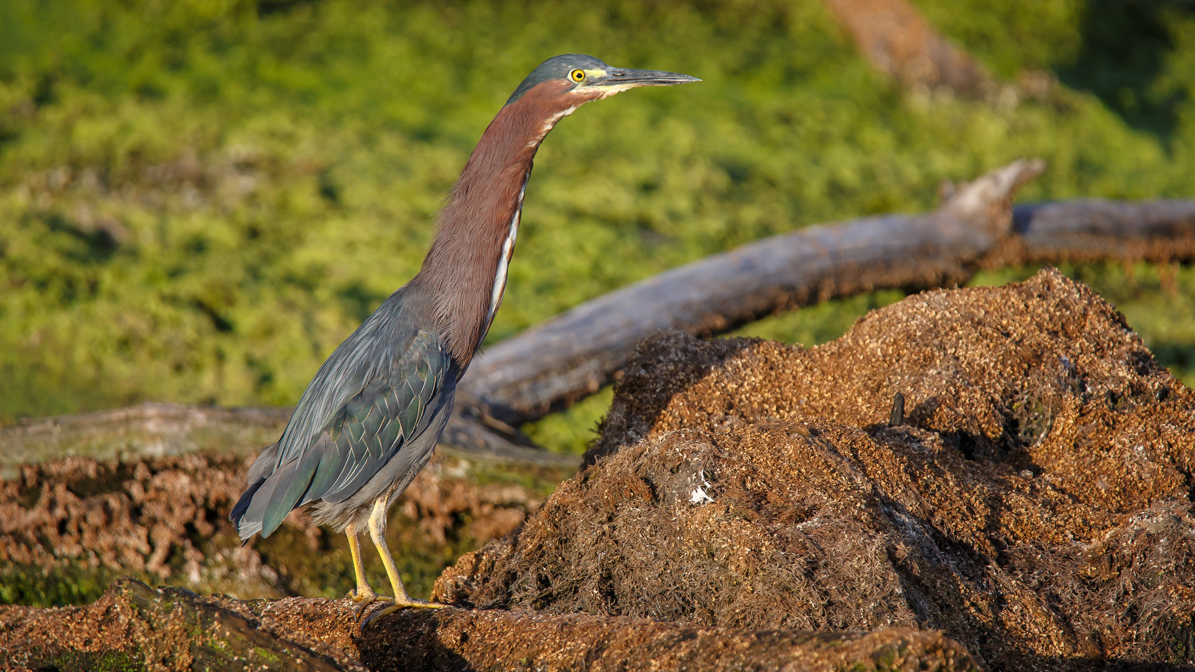 Green Heron