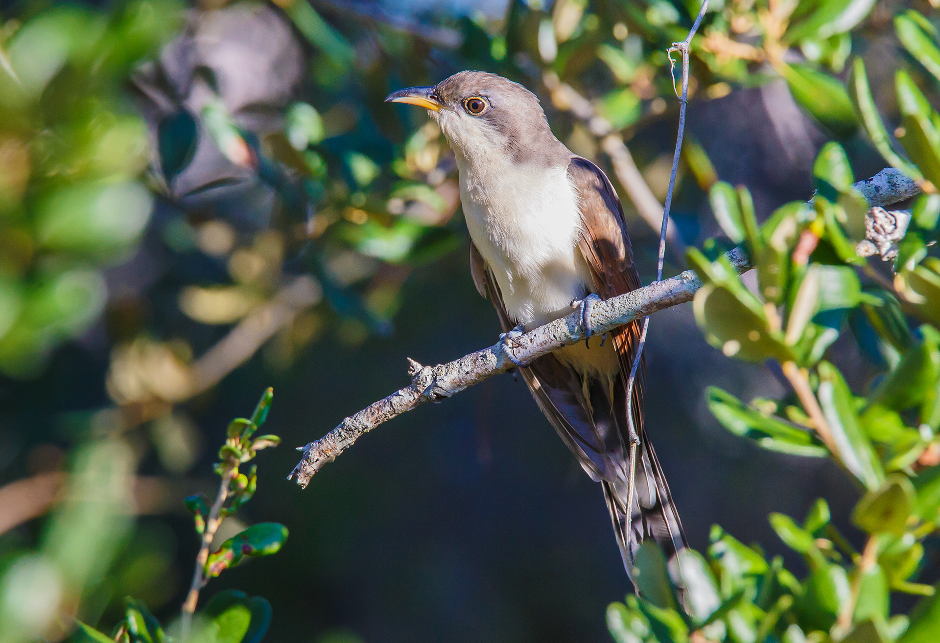 Yellow-billed Cuckoo