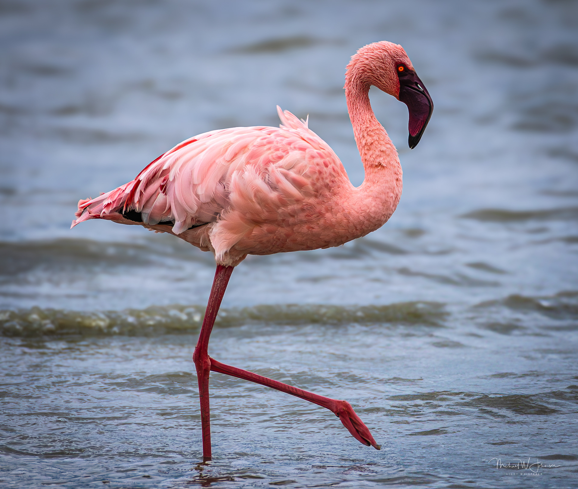 Lesser Flamingo