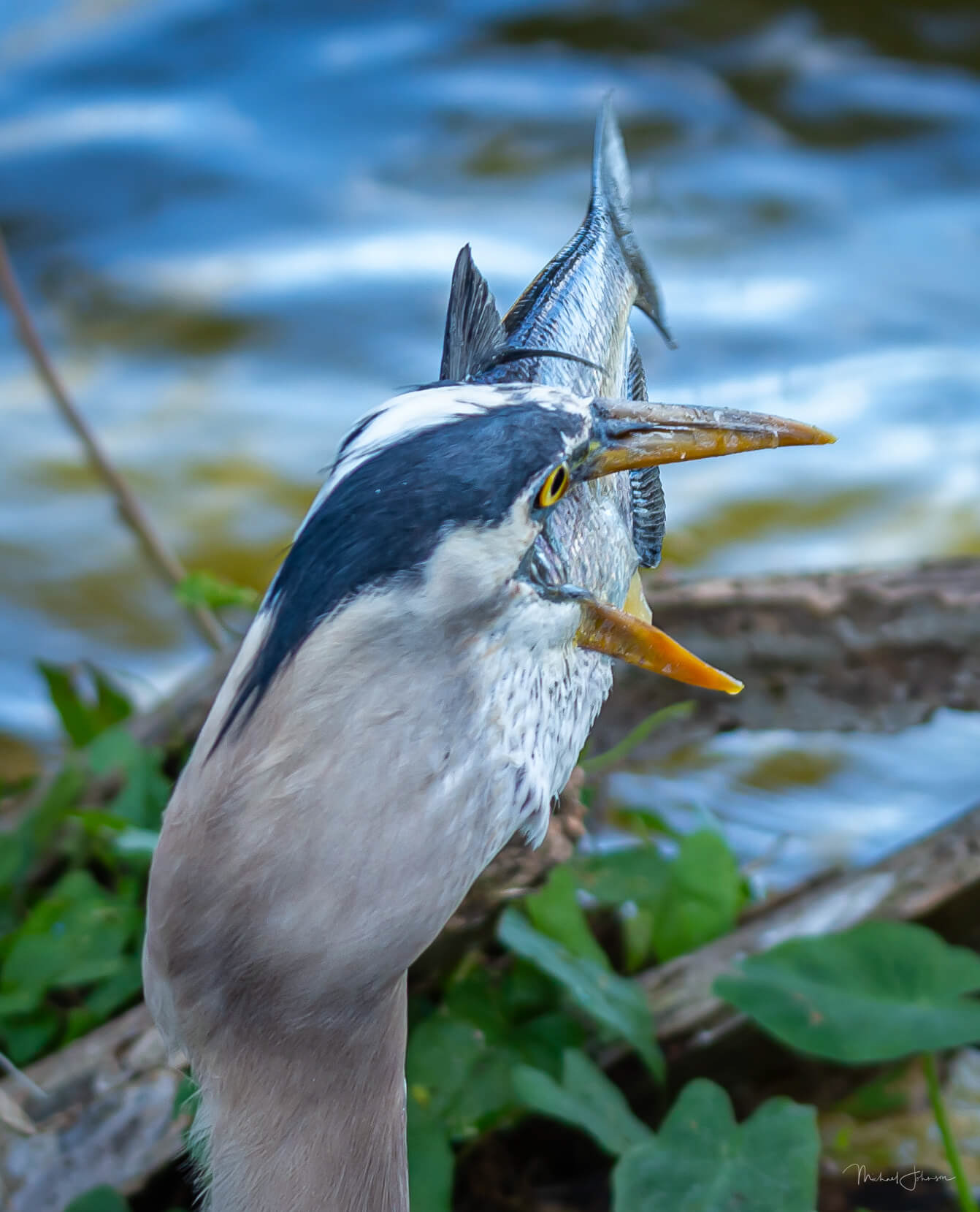 Great Blue Heron