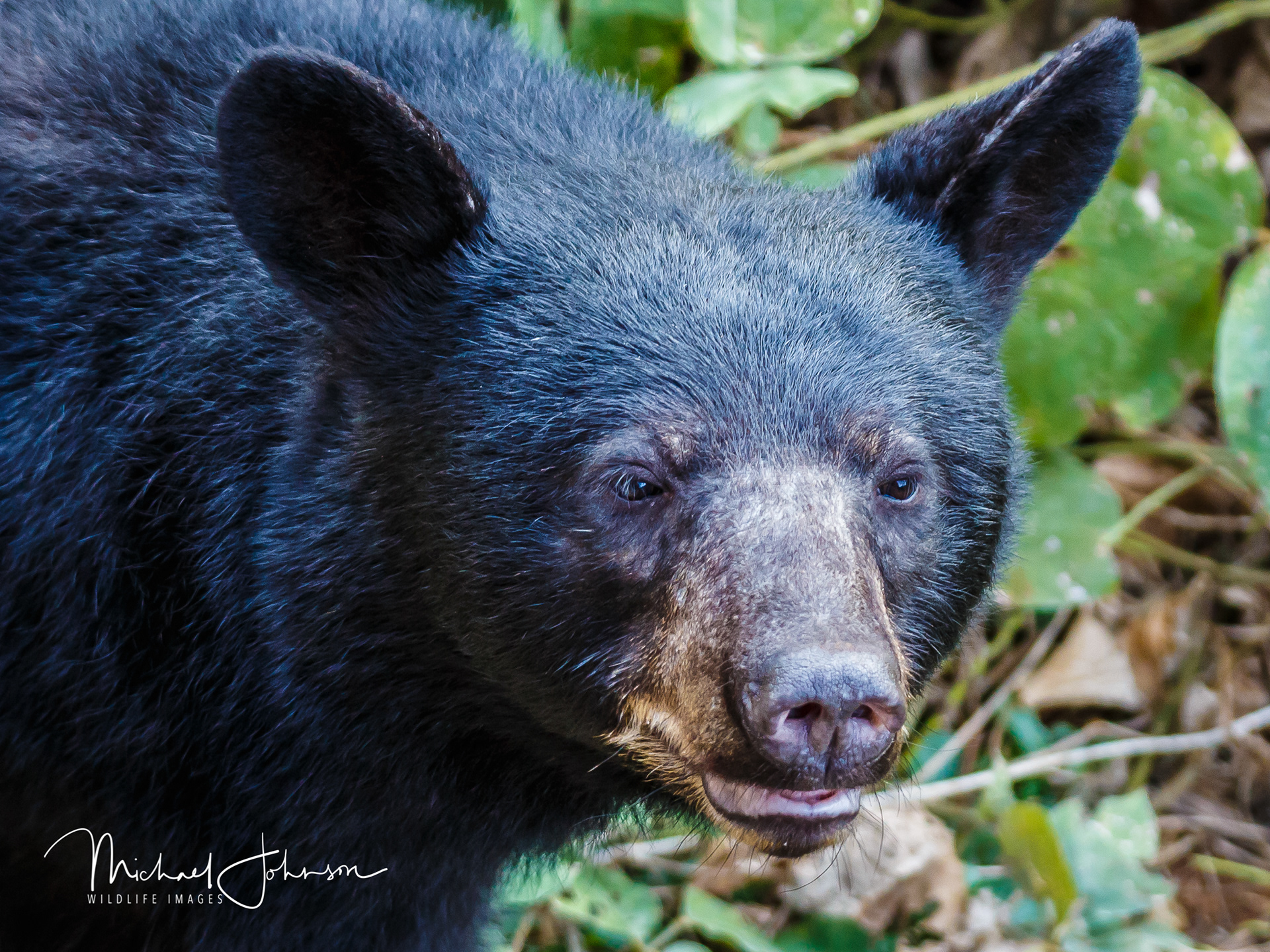 Black Bear