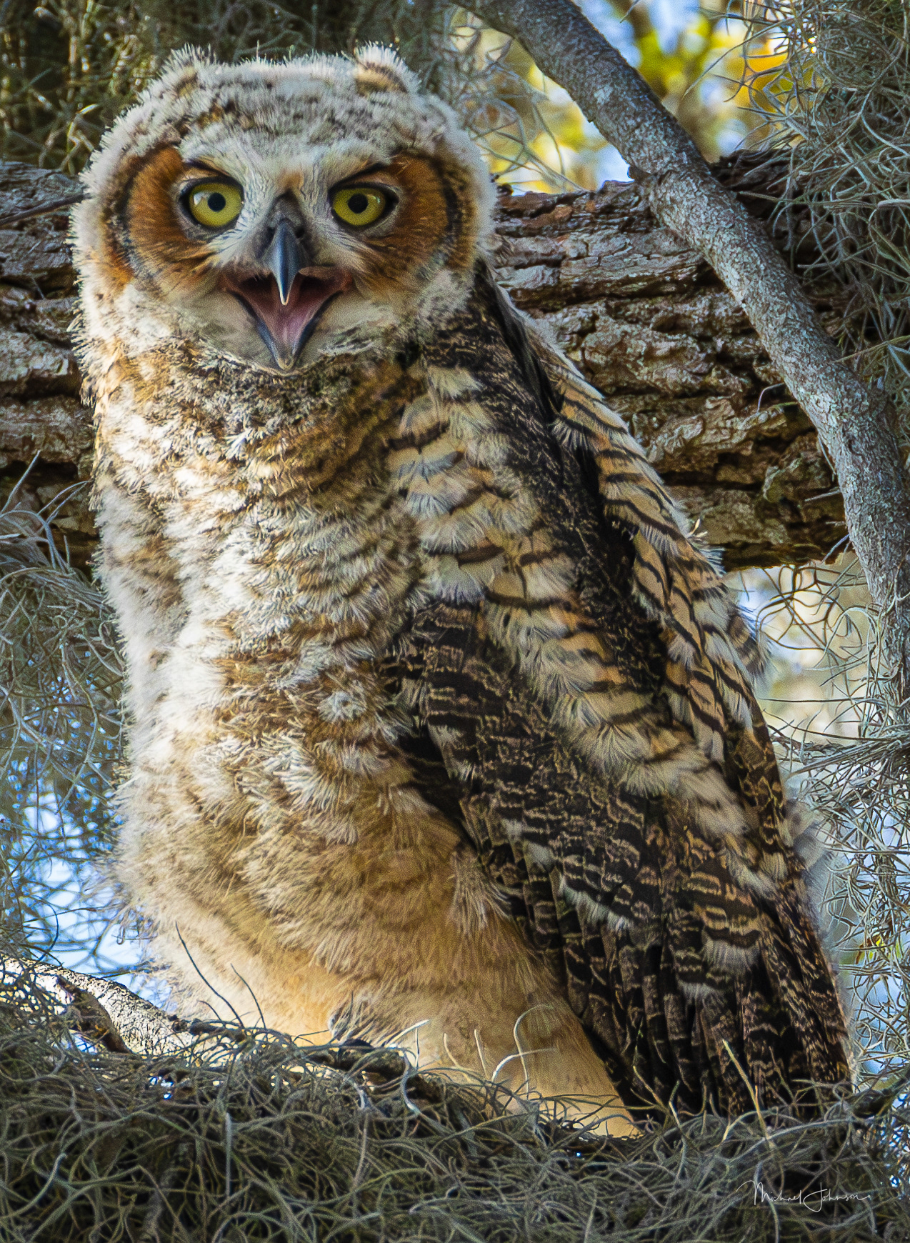 Great Horned Owlet