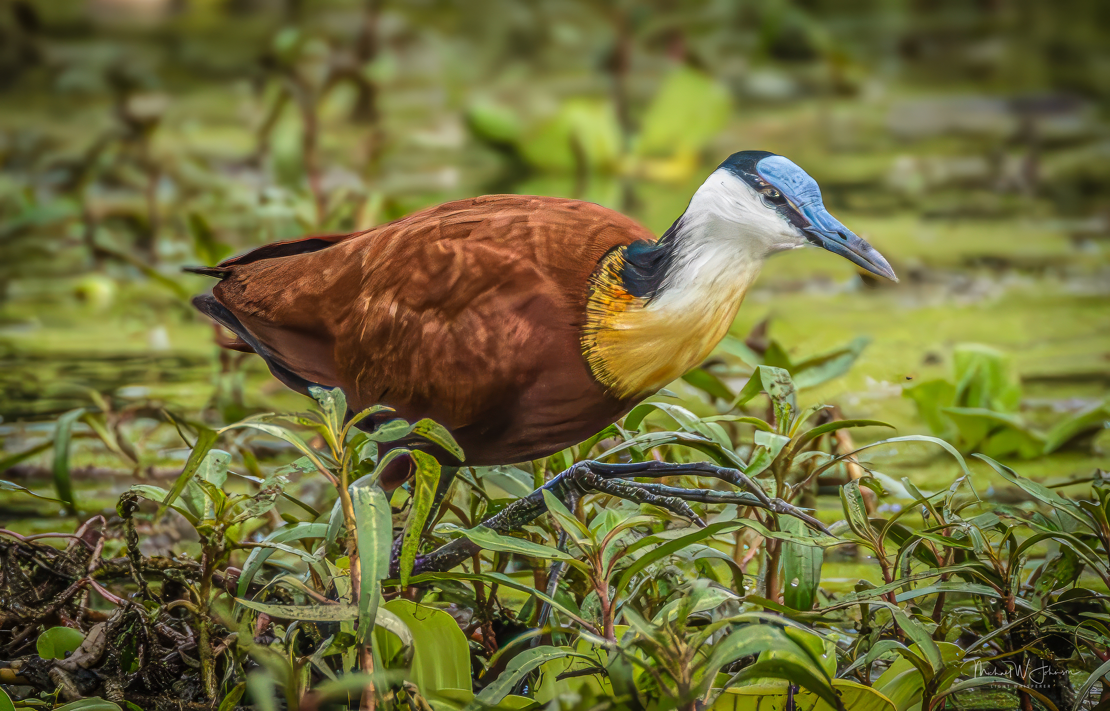 African Jacana