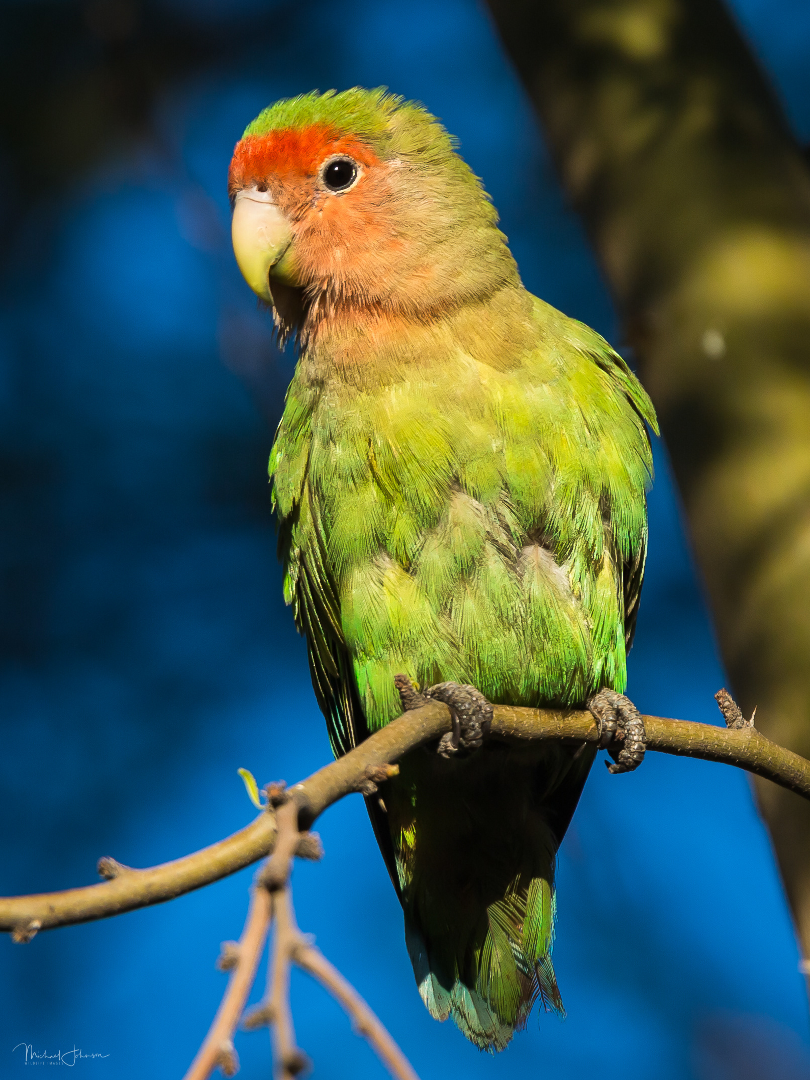 Rosy-faced Lovebird