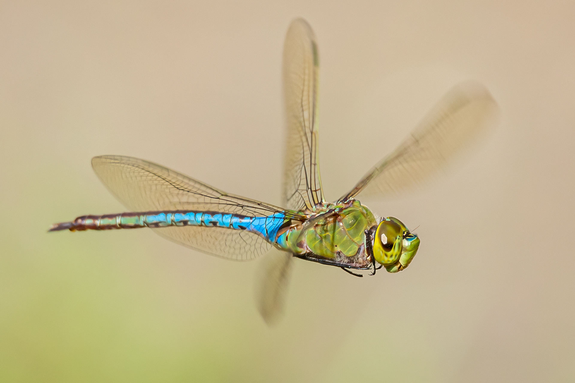 Green Darner