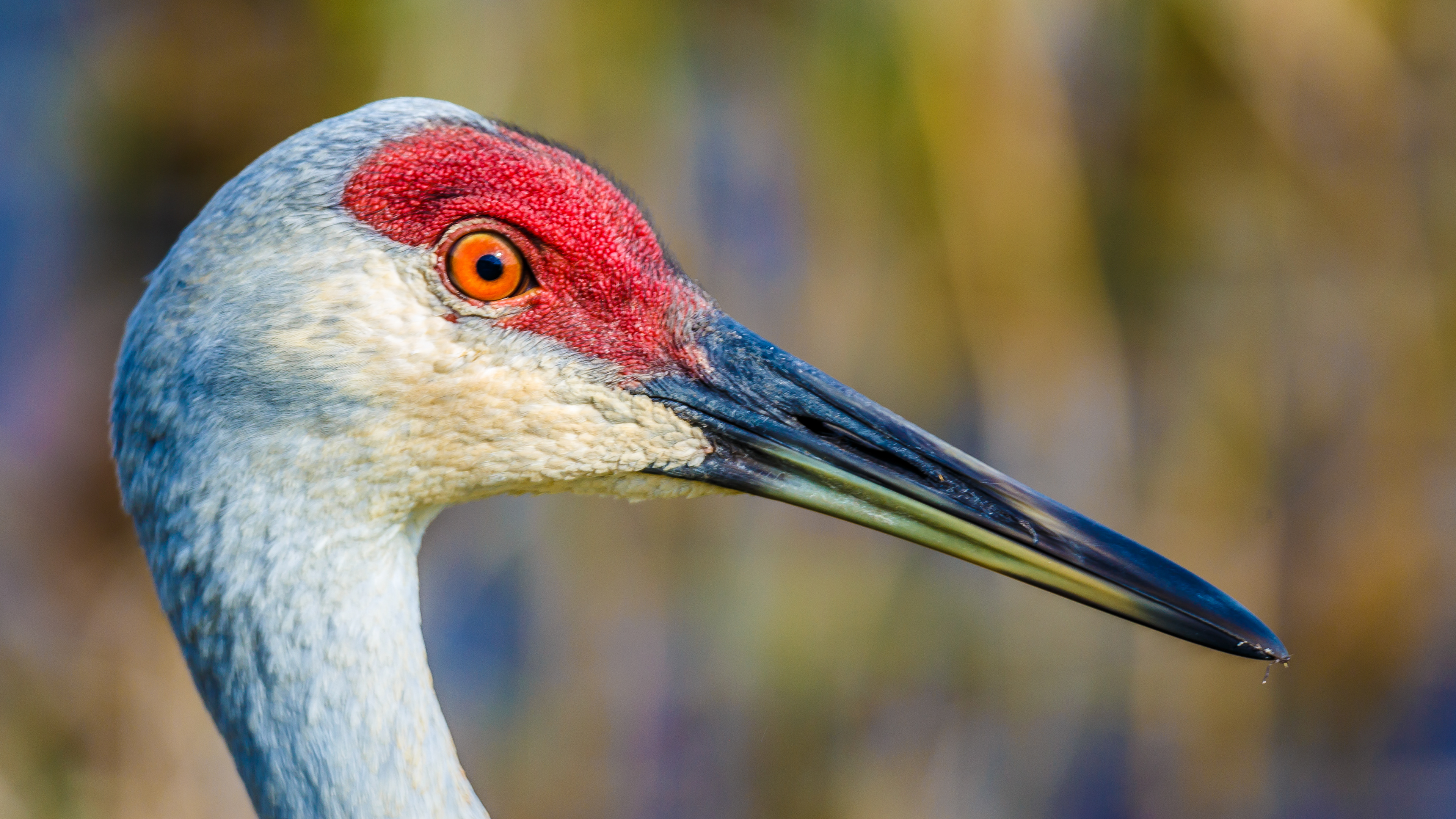 Sandhill Crane