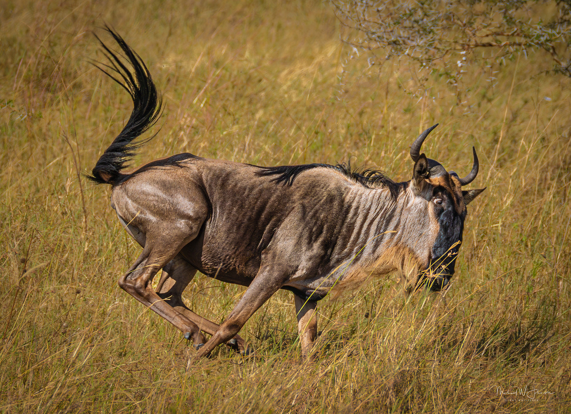 Wildebeest