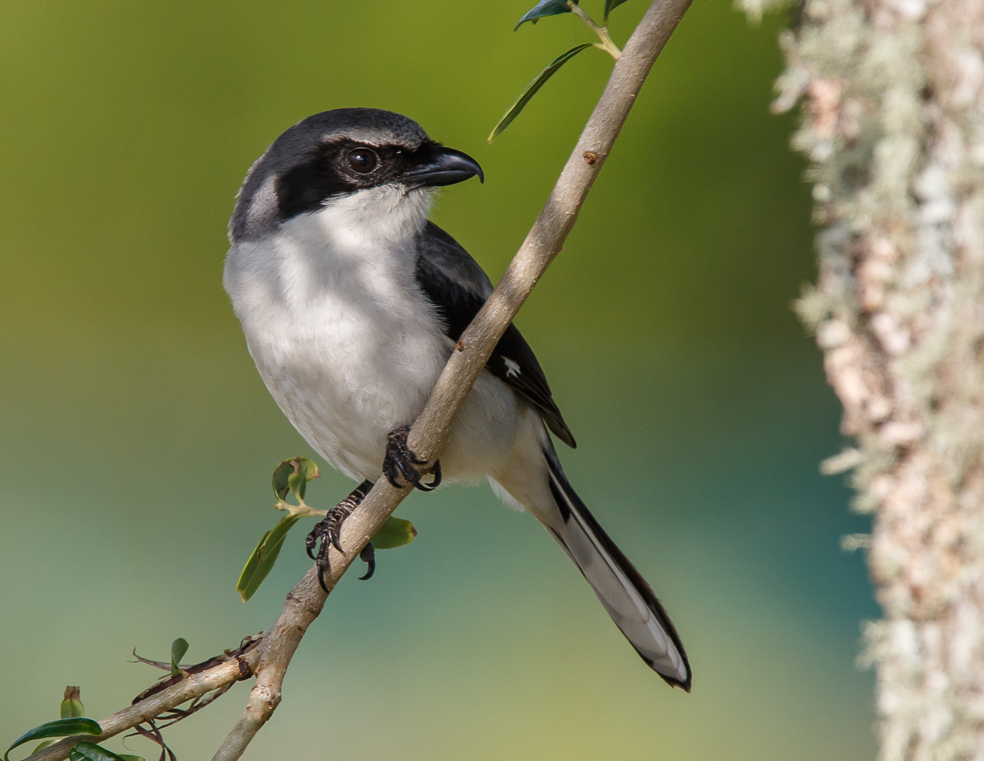Loggerhead Shrike