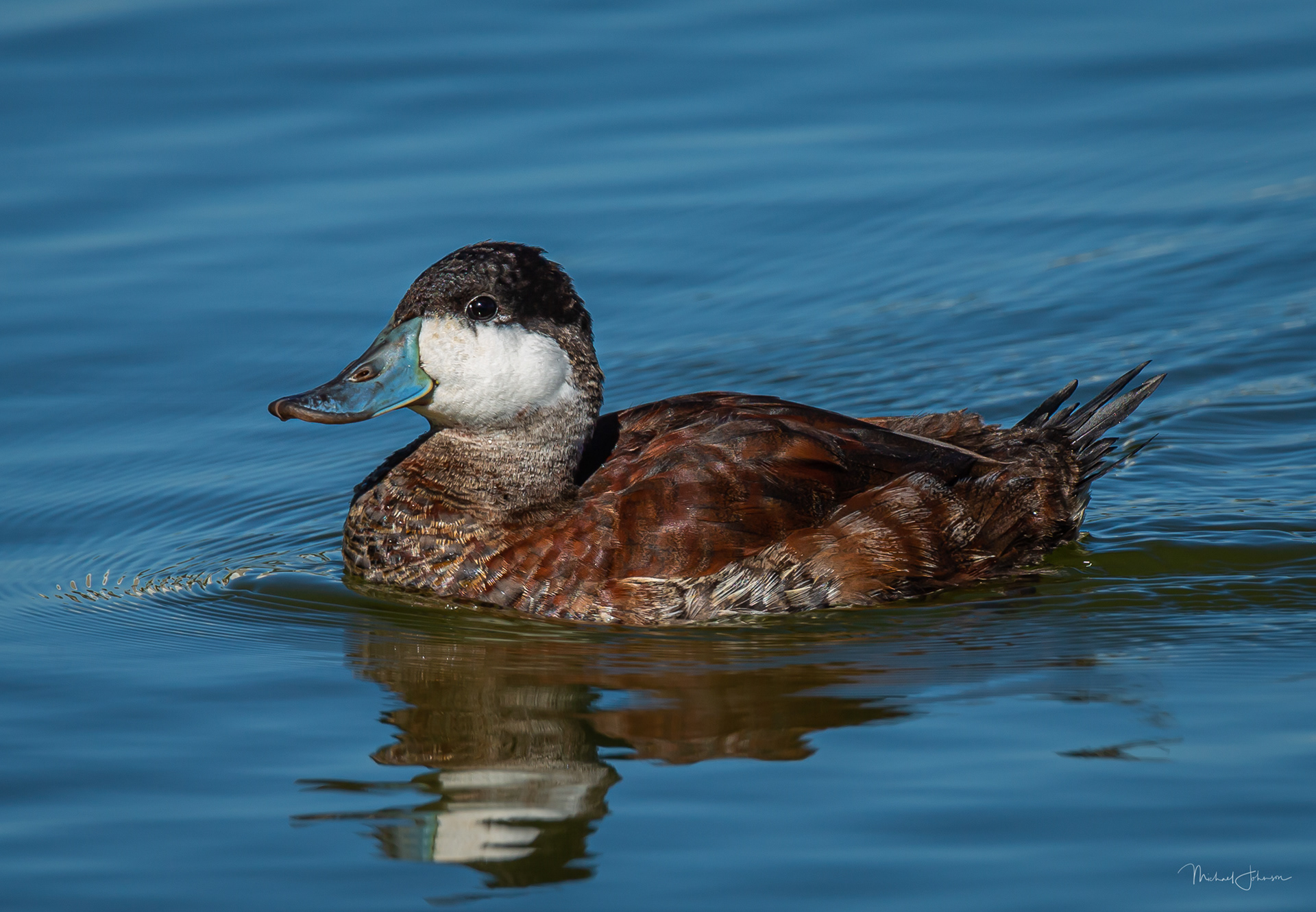 Ruddy Duck
