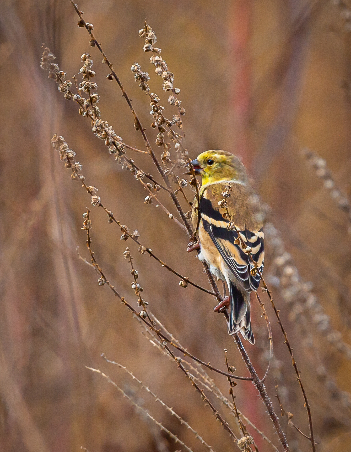 American Goldfinch