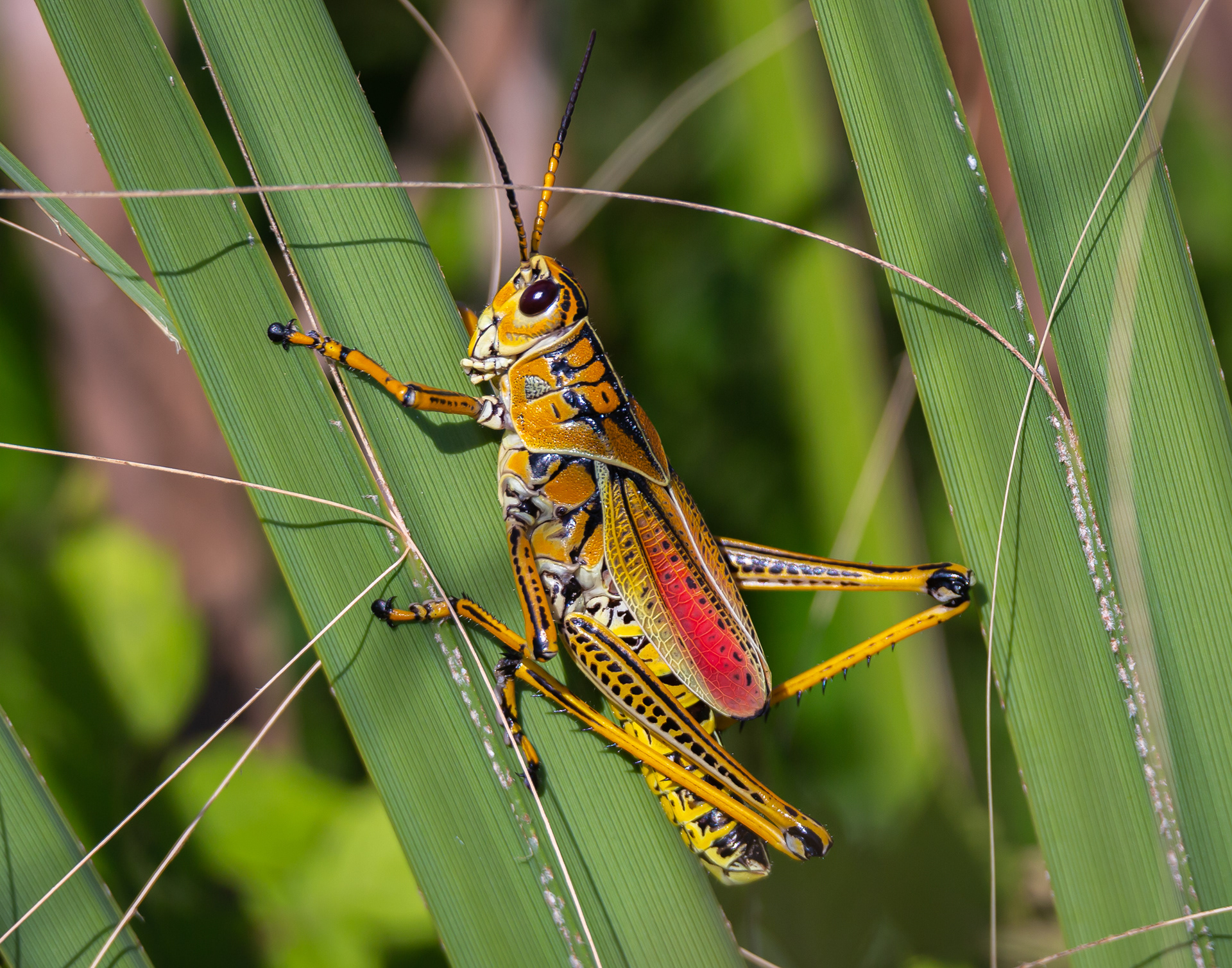 Lubber Grasshopper