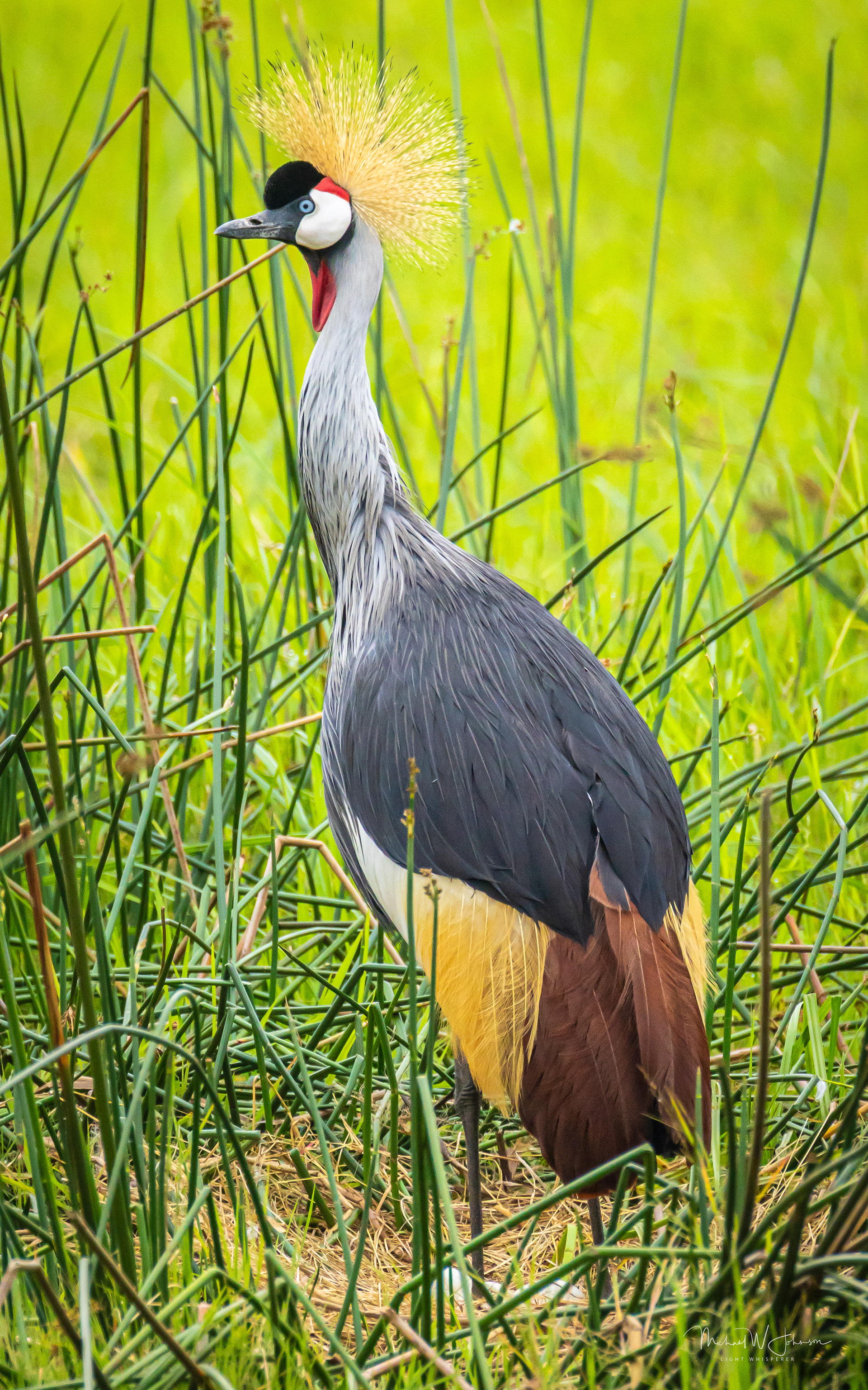 Gray-crowned Crane