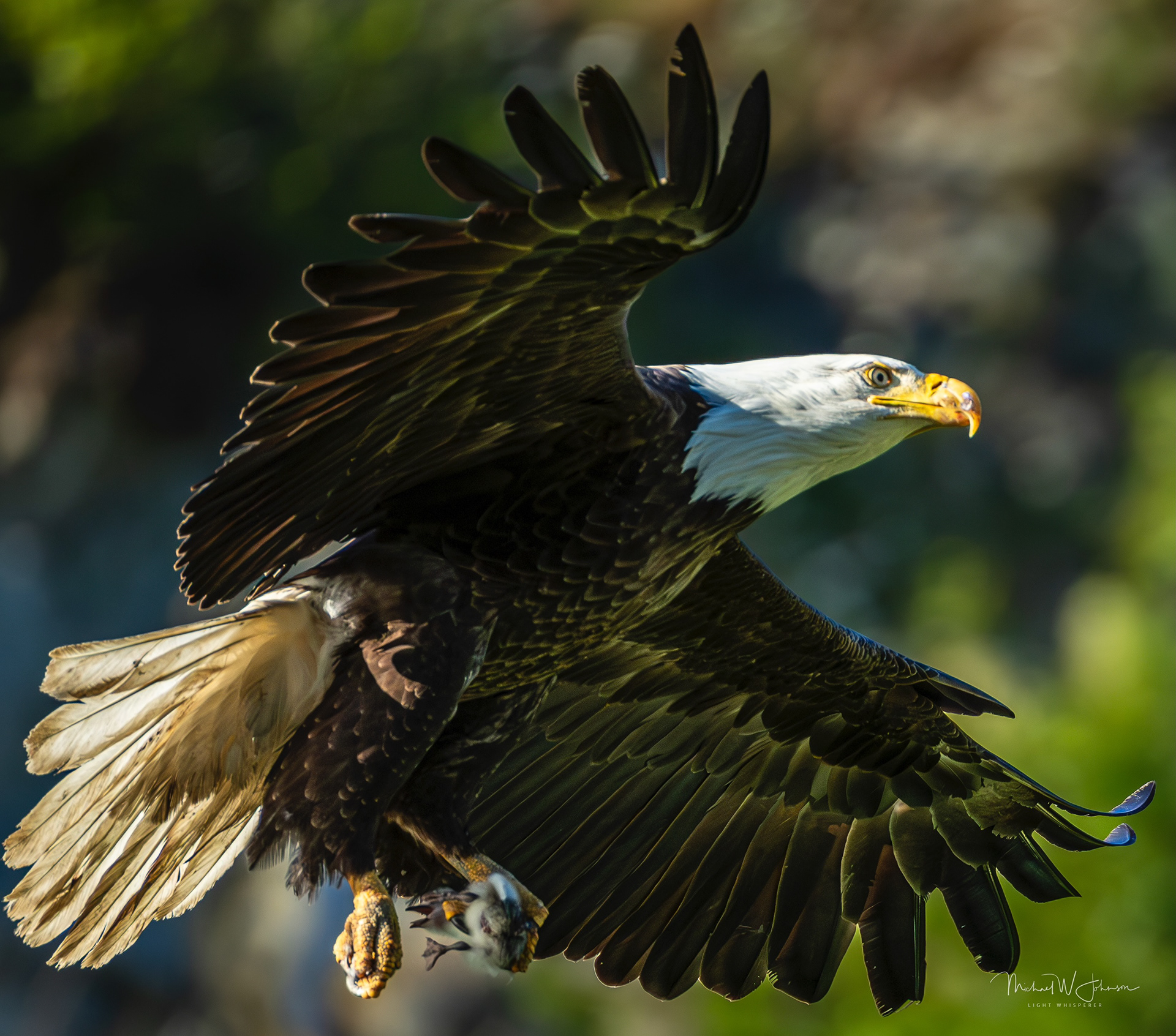 Bald Eagle