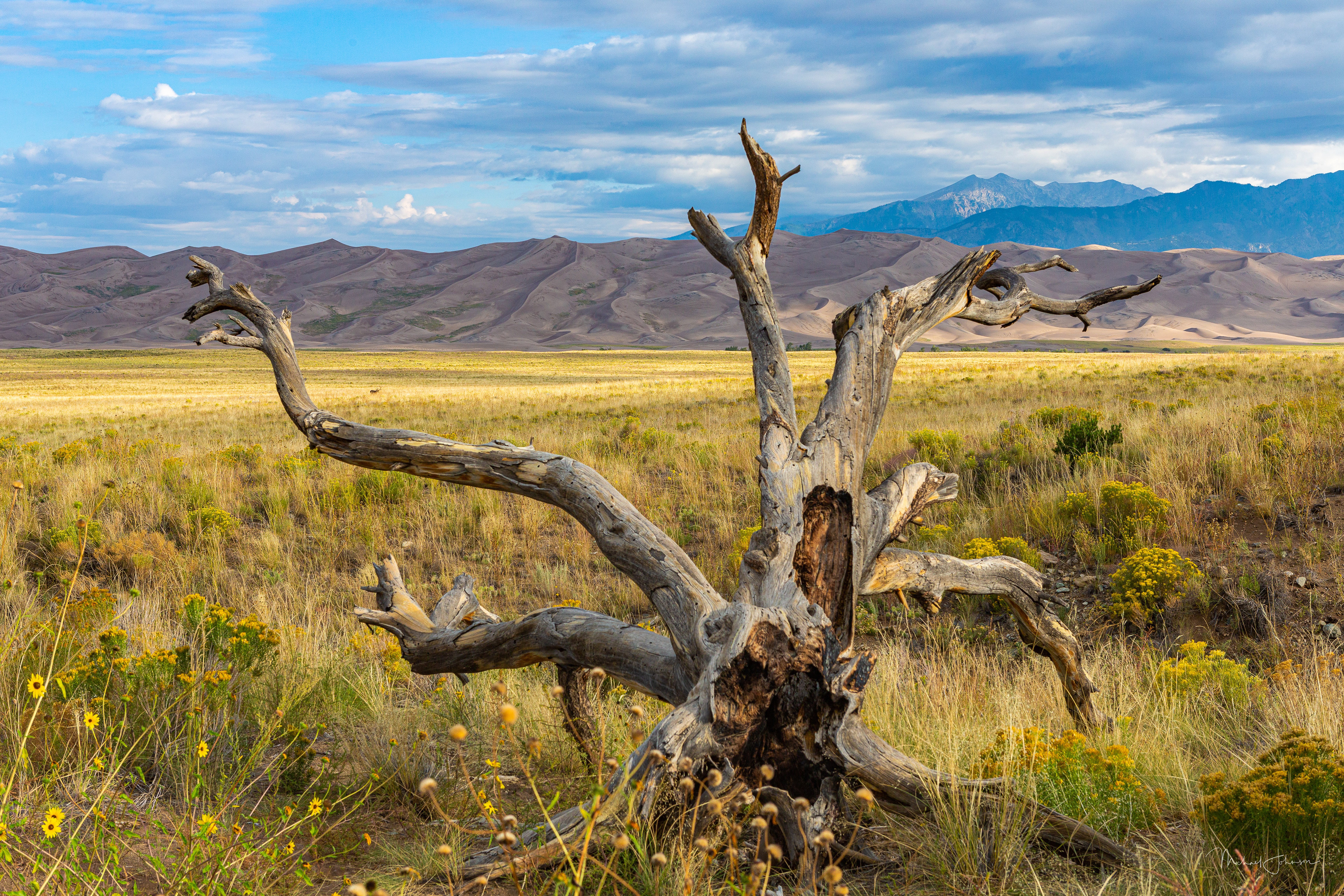 Dead Stump with Mule Deer