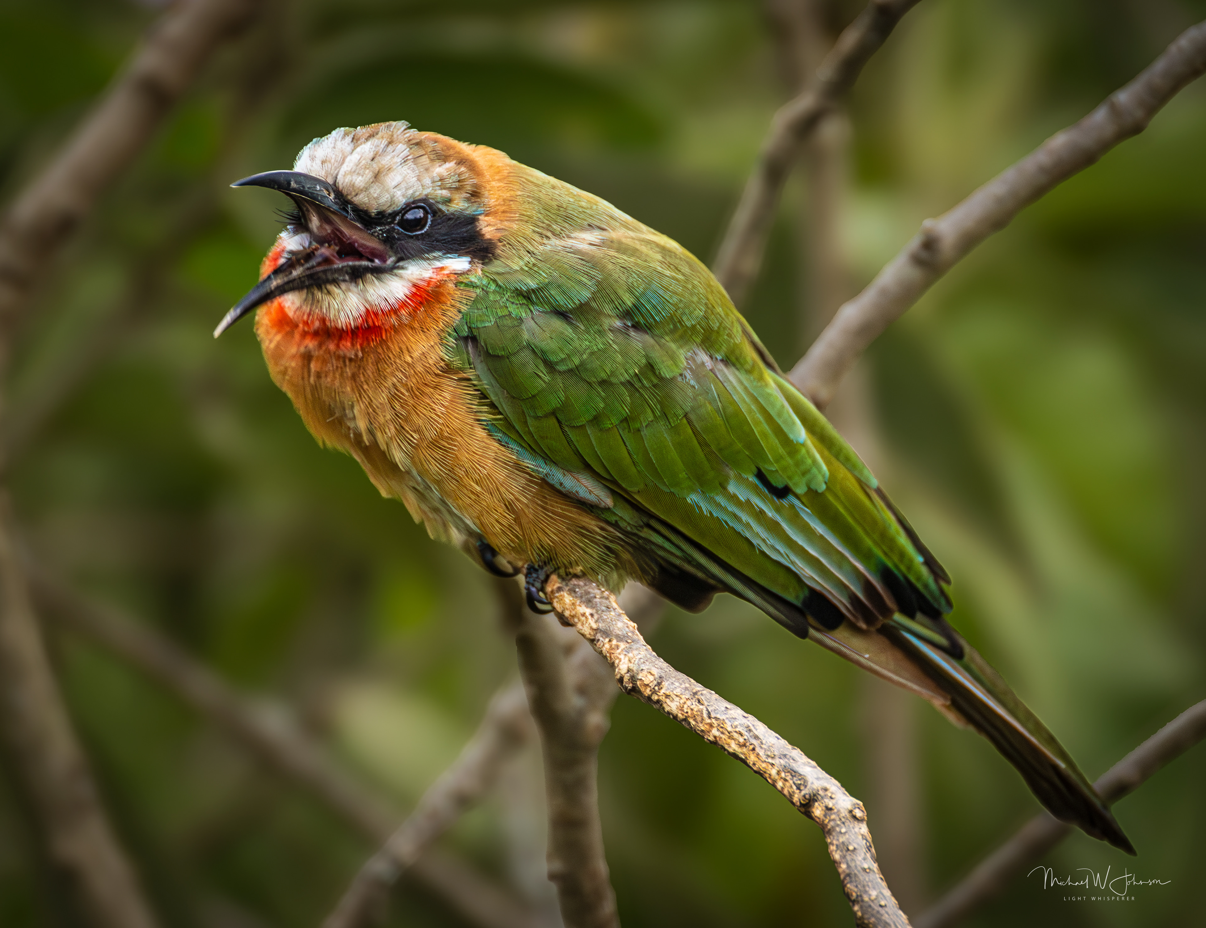 White-fronted Bee-eater