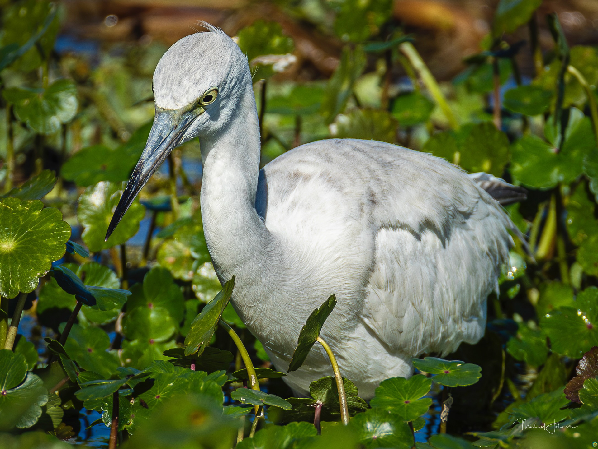 Little Blue Heron