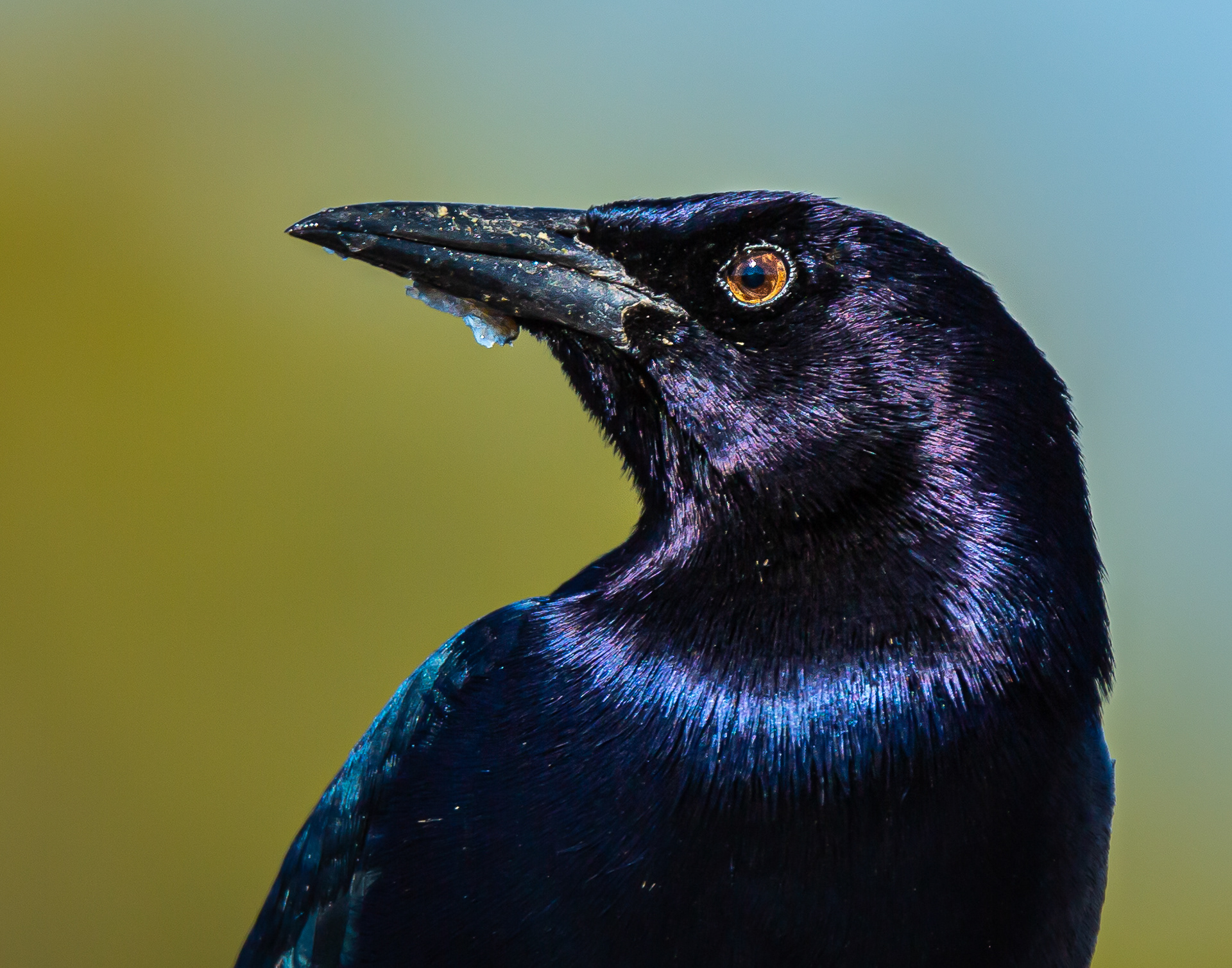 Boat-tailed Grackle