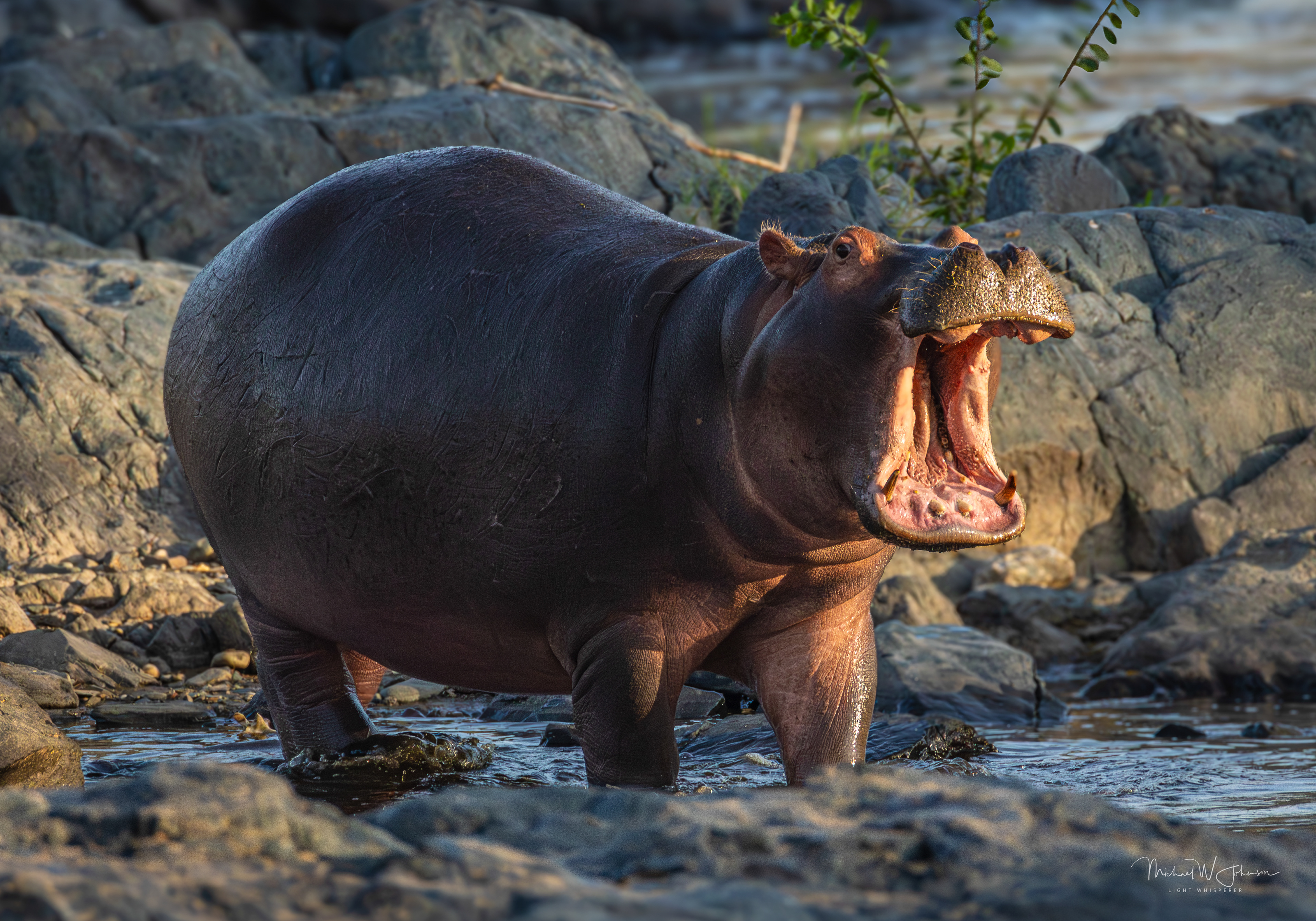 Hippo