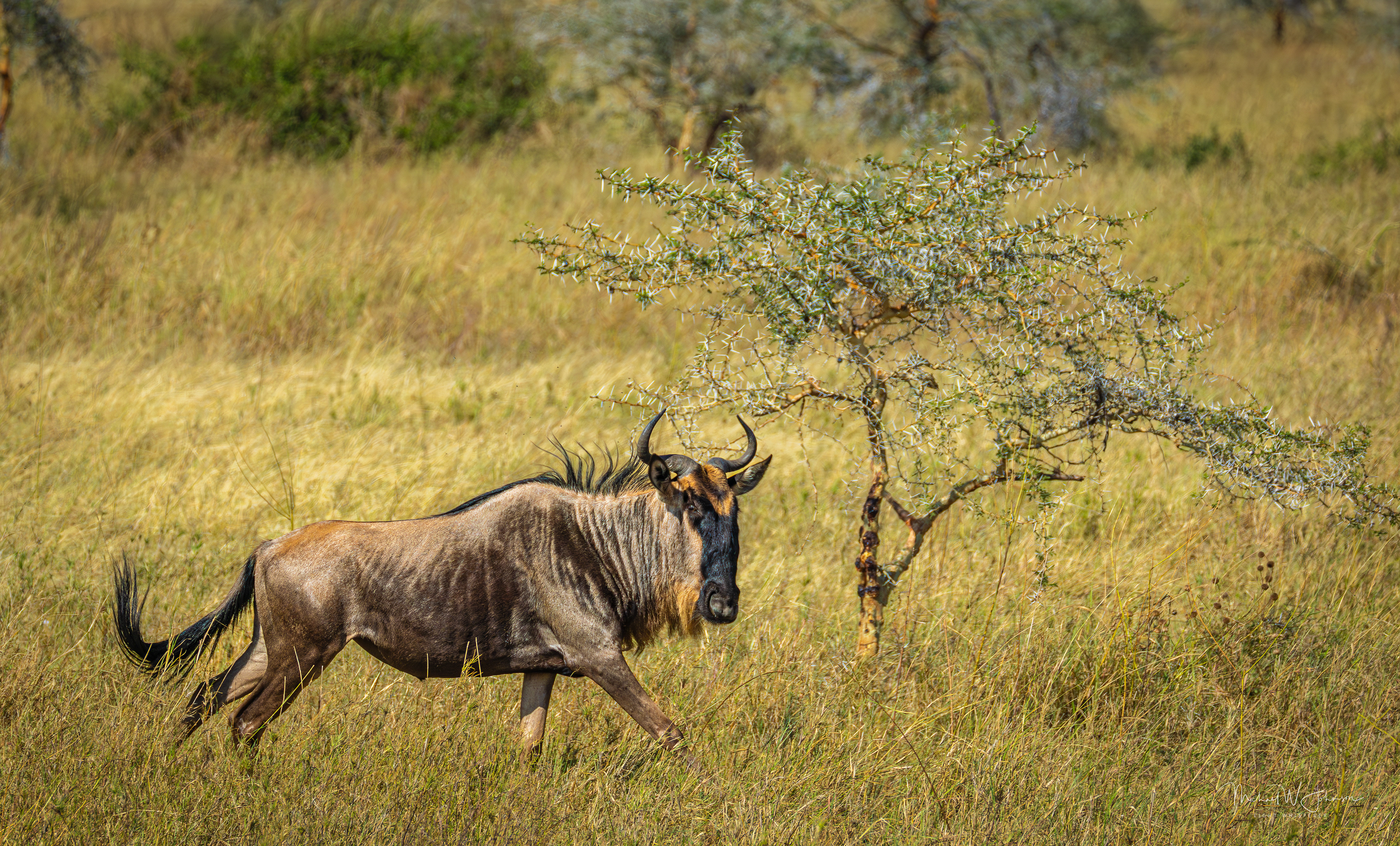 Wildebeest