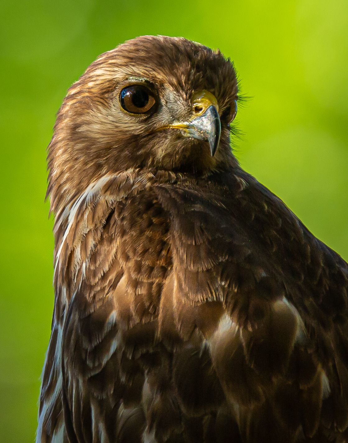 Red-shouldered Hawk