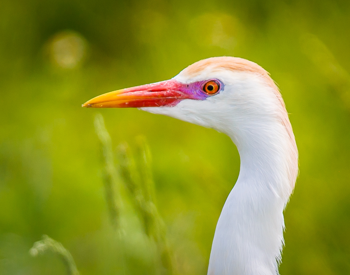 Cattle Egret