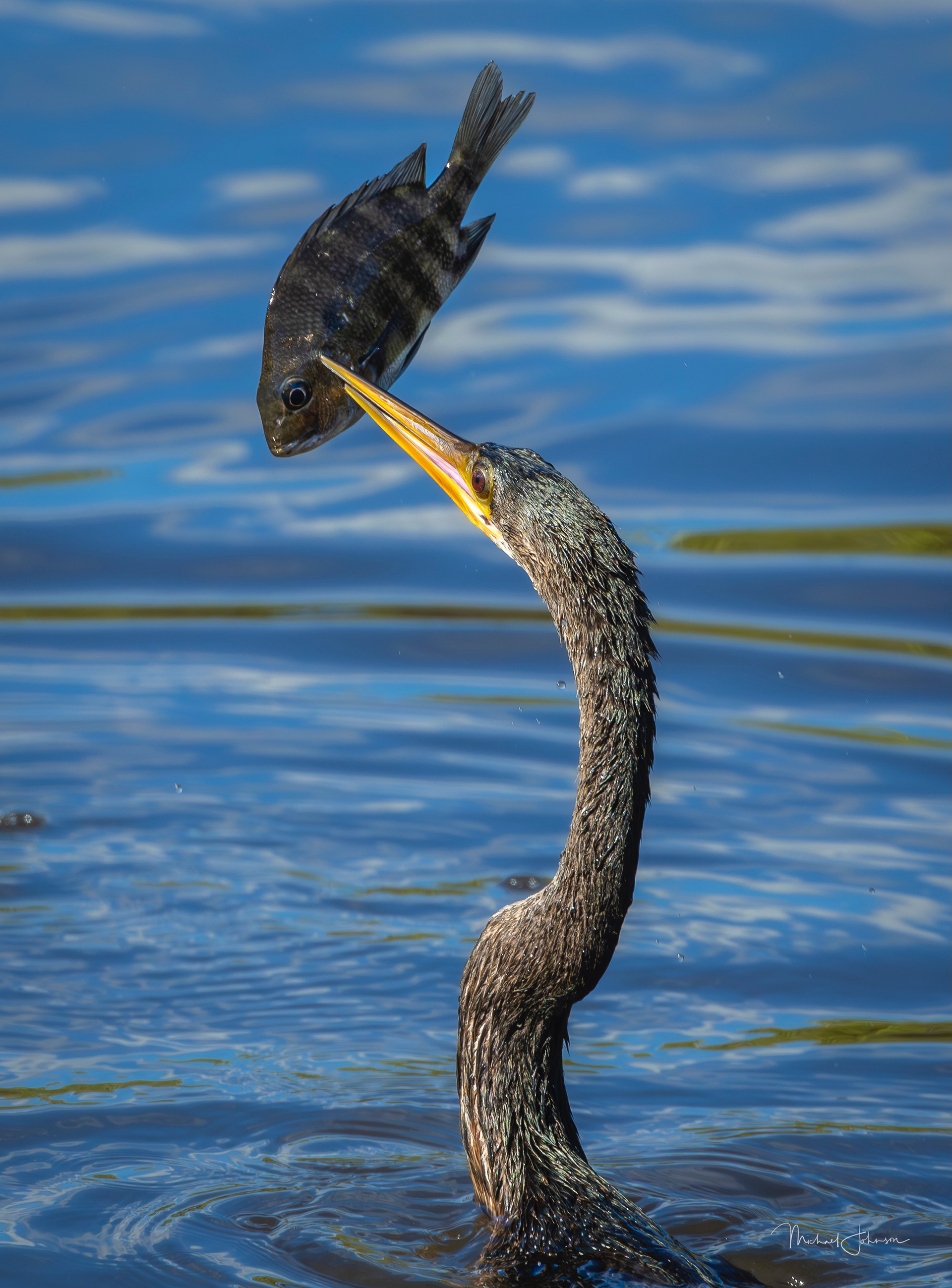 Anhinga