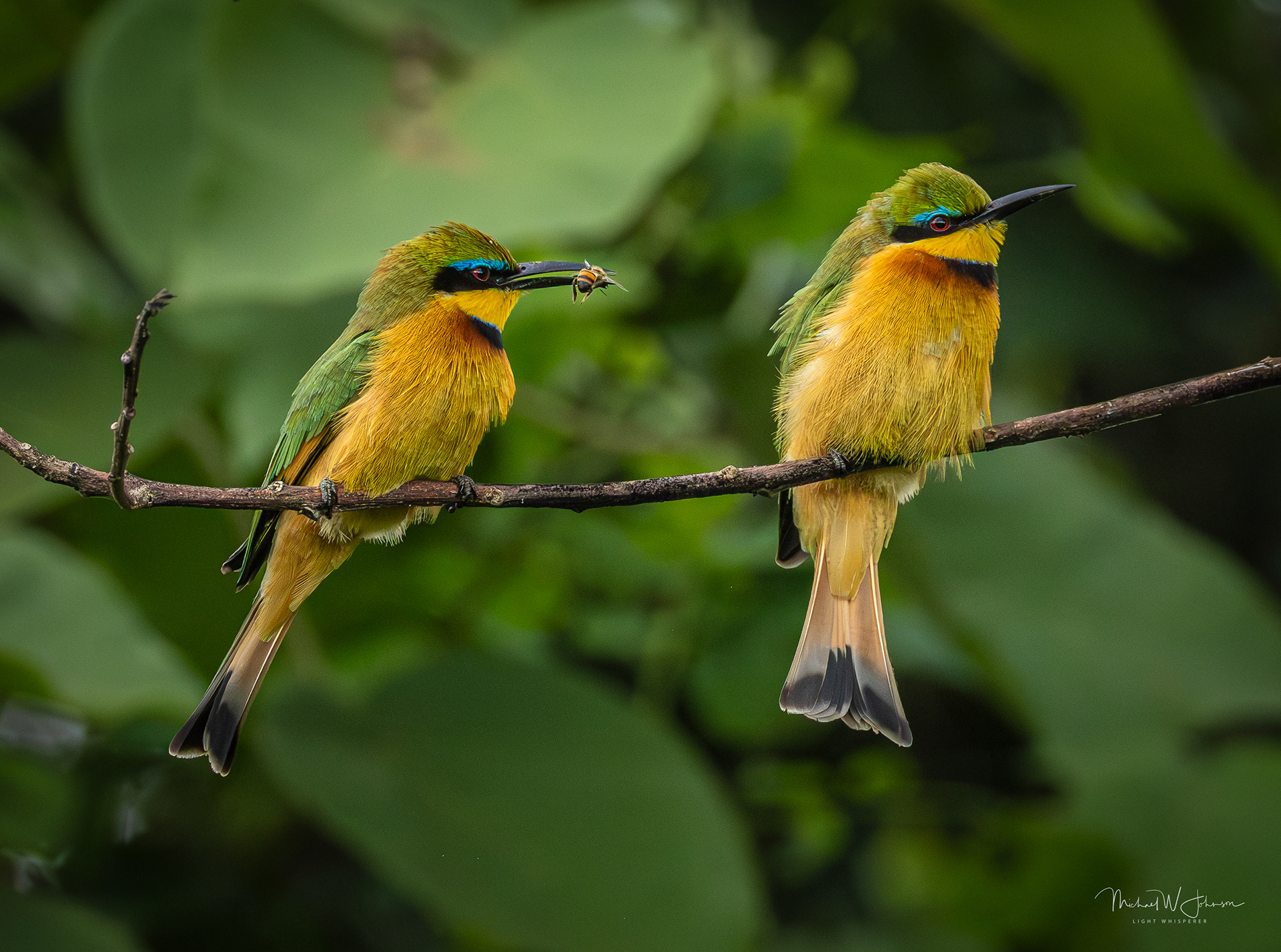 Little Bee-eaters
