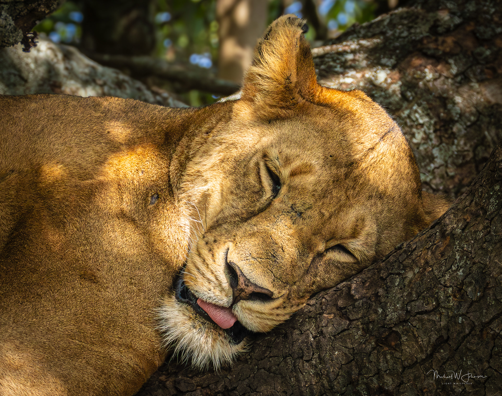 Lionness Sleeping