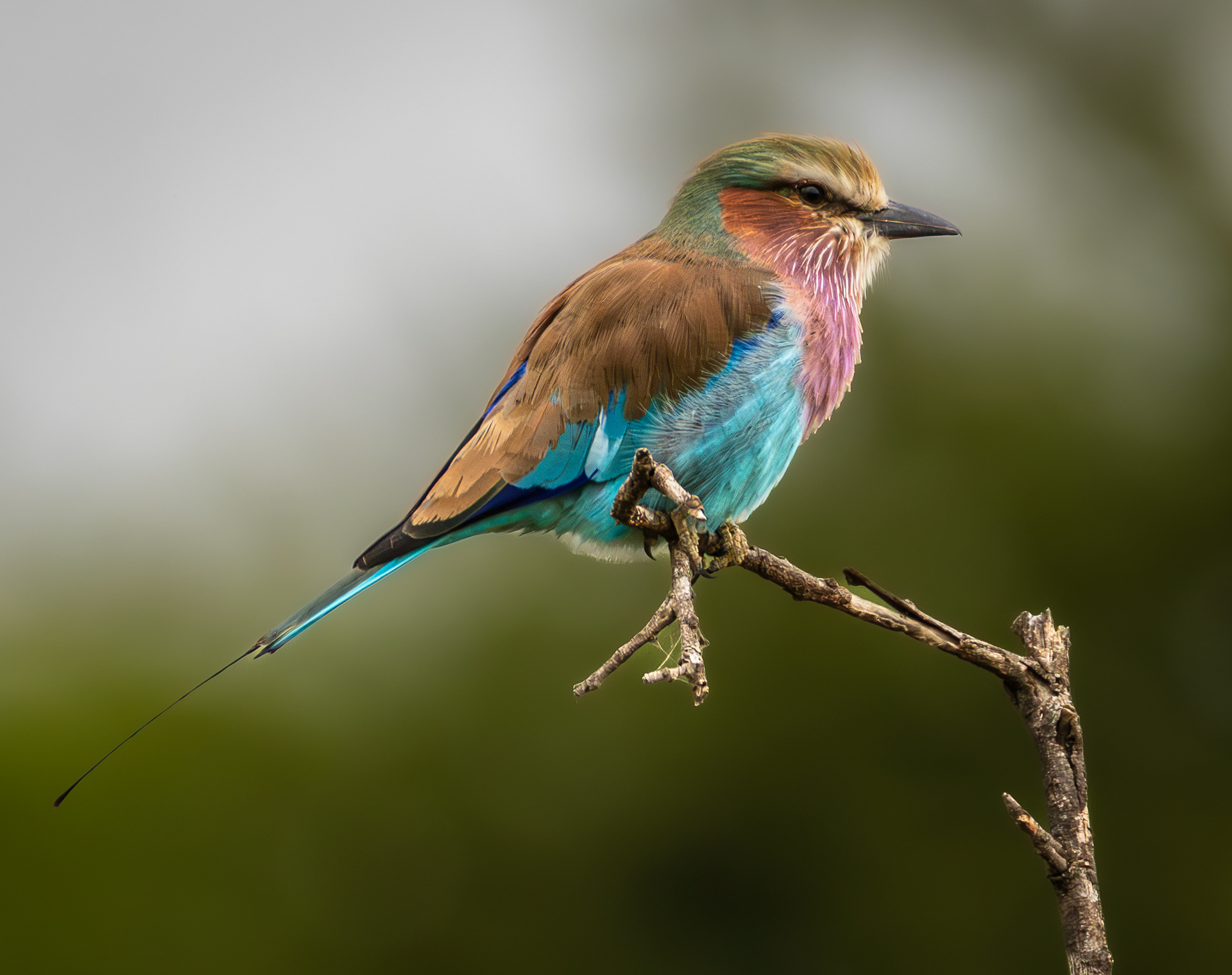 Lilac-breasted Roller