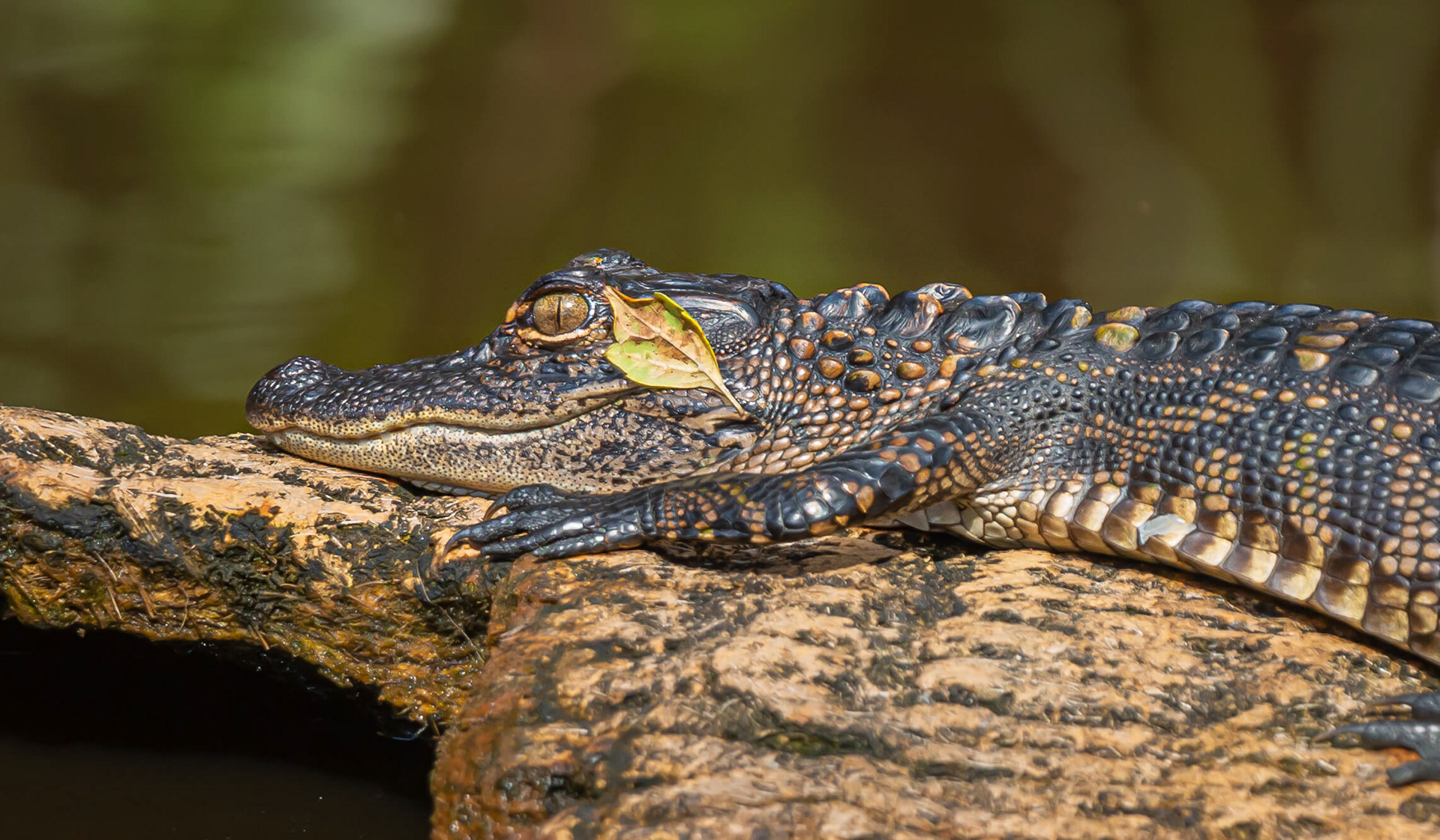 American Alligator