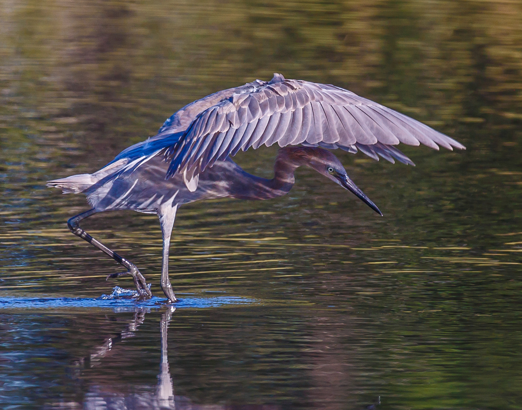 Reddish Egret