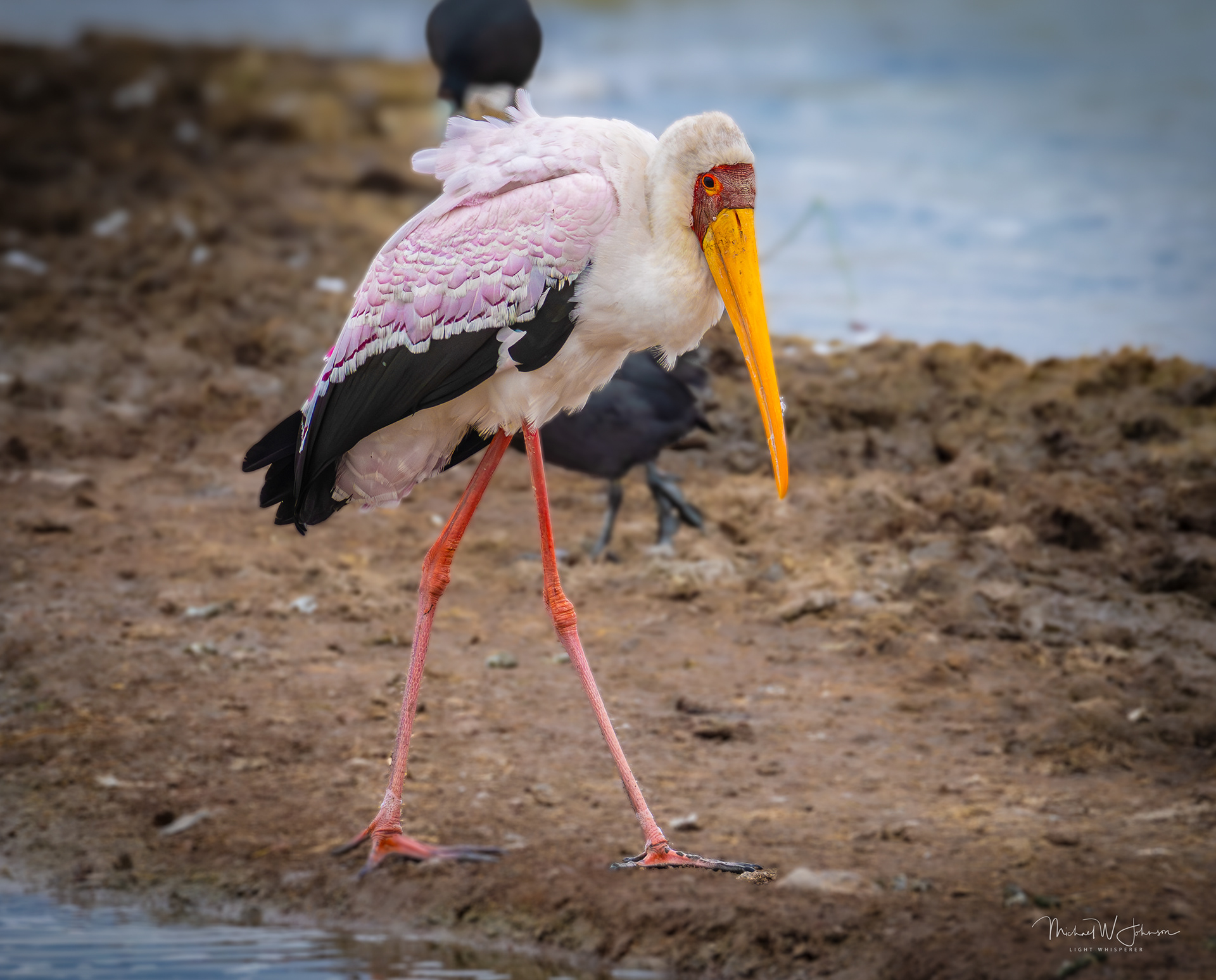 Yellow-billed Stork