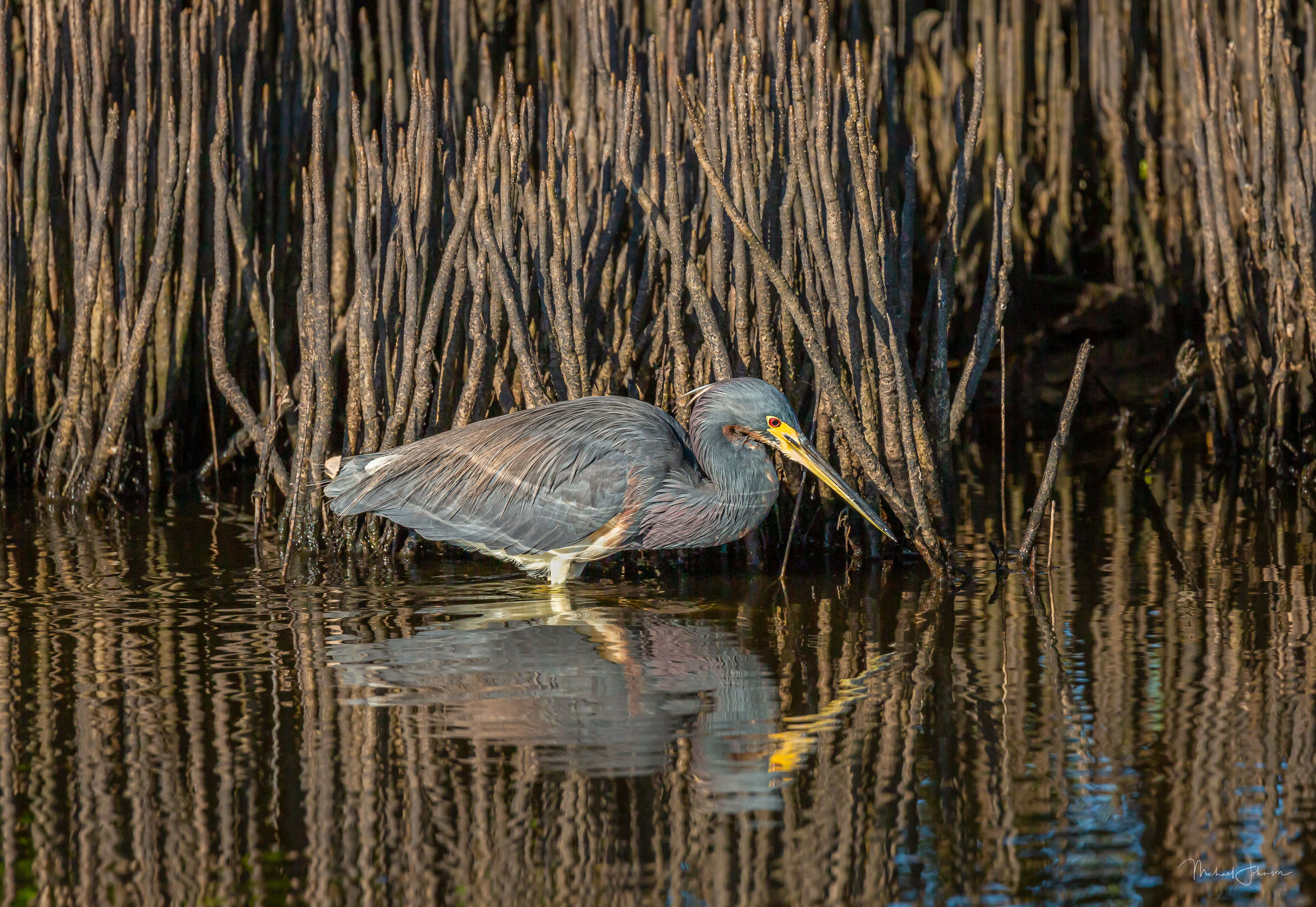Tricolored Heron