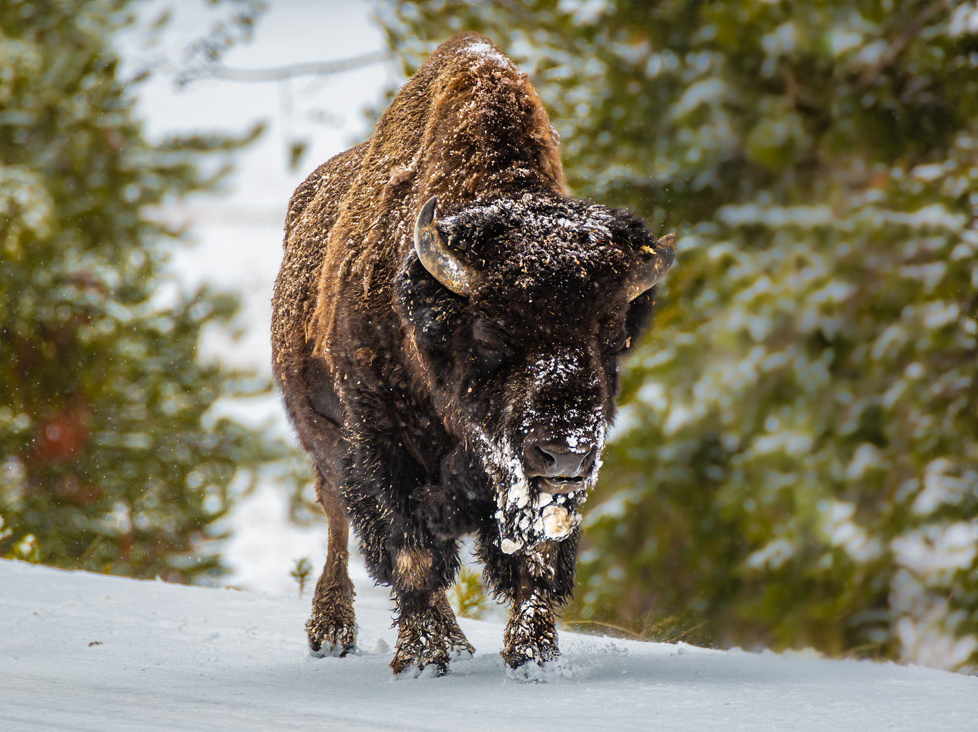Bison