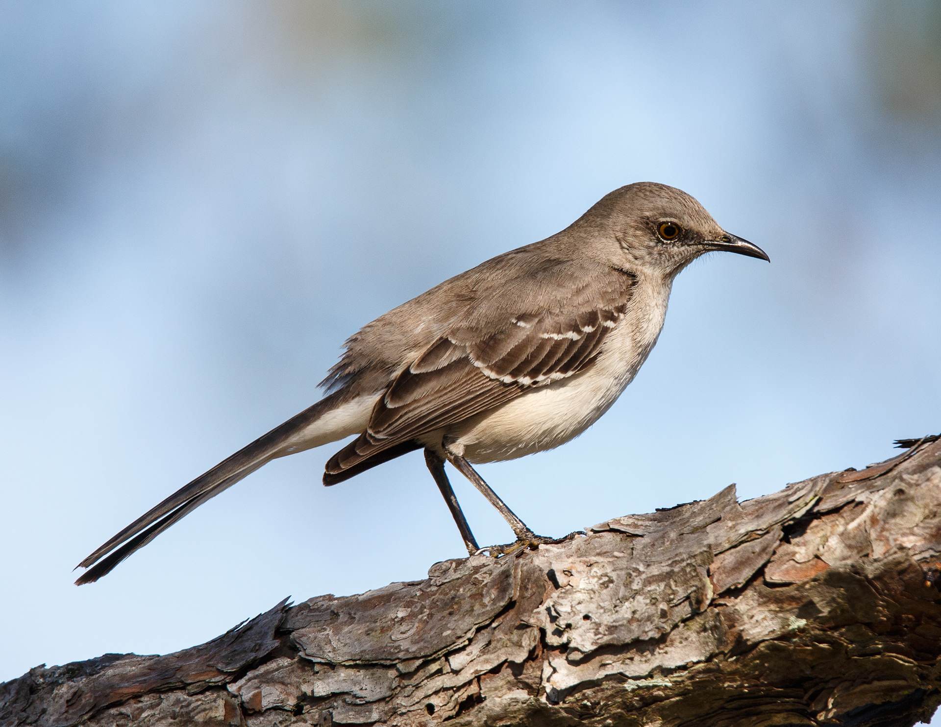 Northern Mockingbird