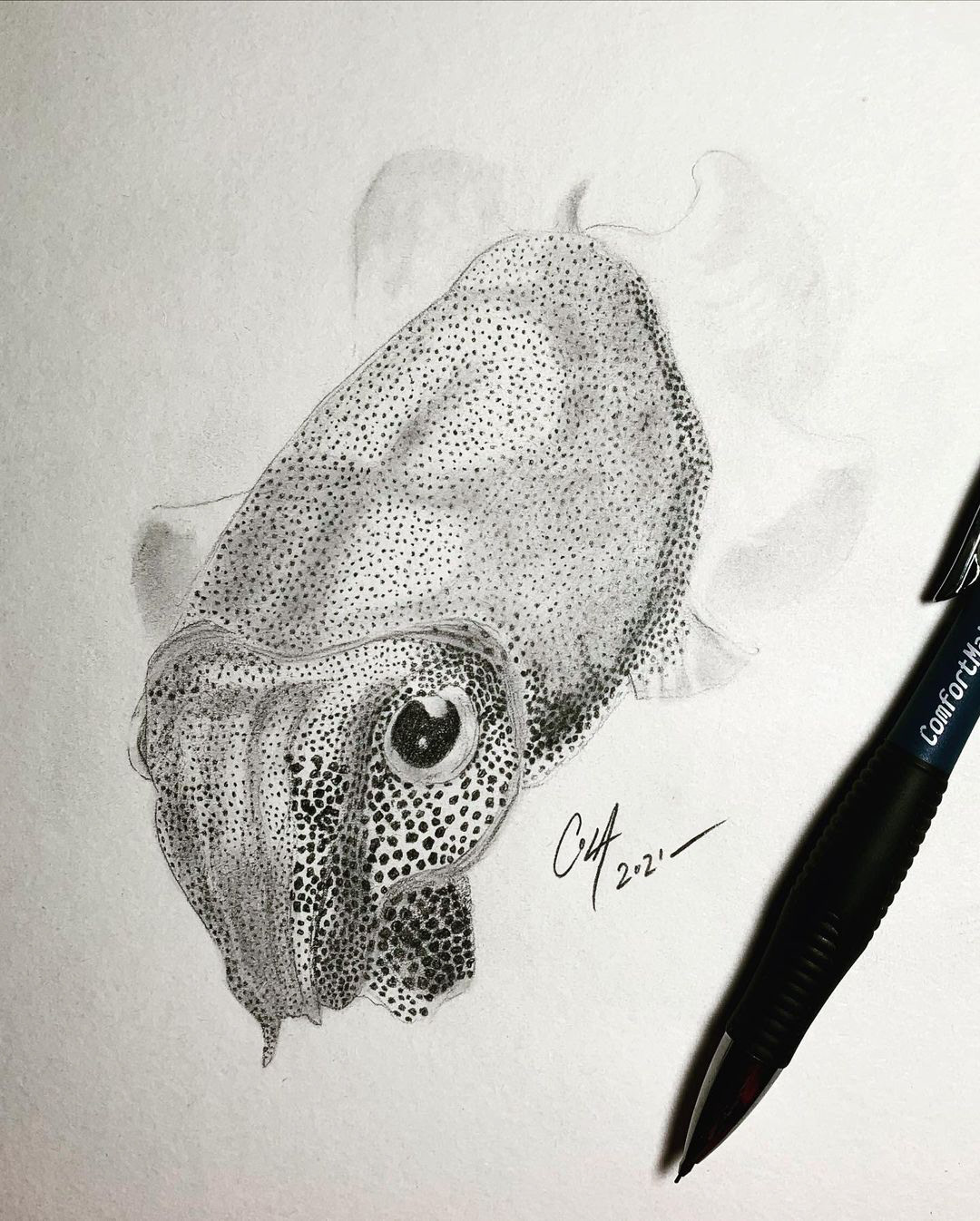 Pencil Sketch of a Cuttlefish