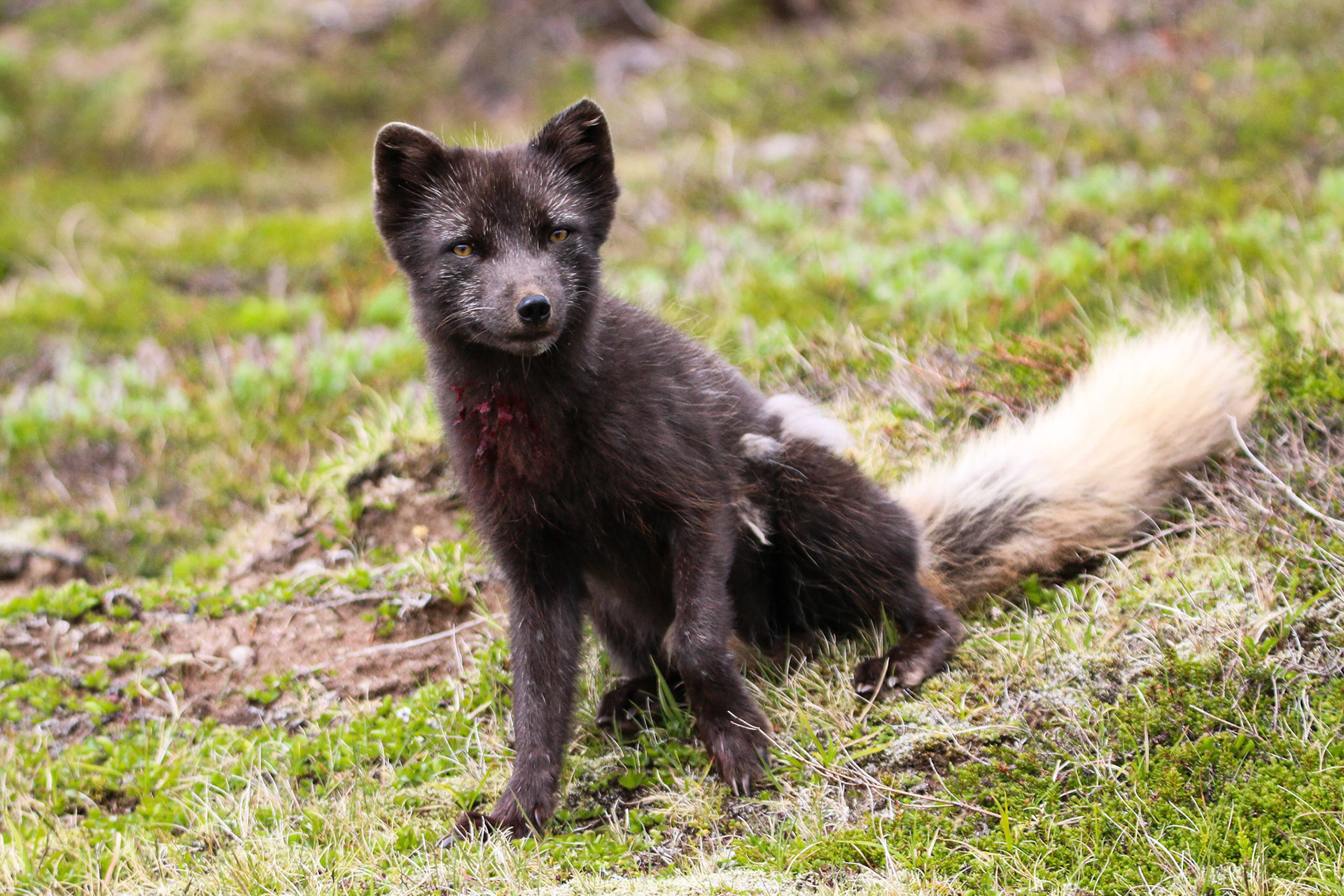 Arctic Fox, Iceland