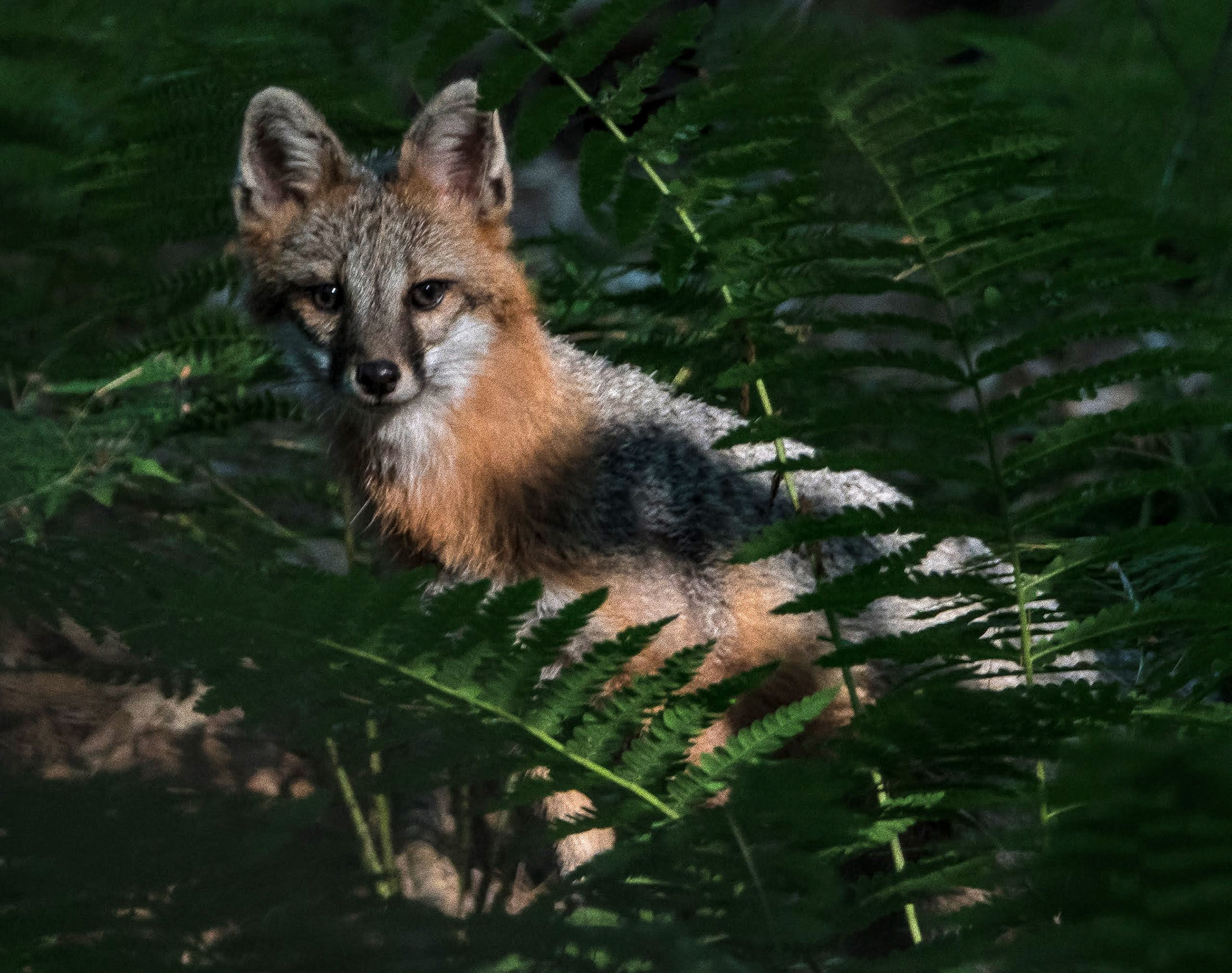 Gray Fox, Naples, ME